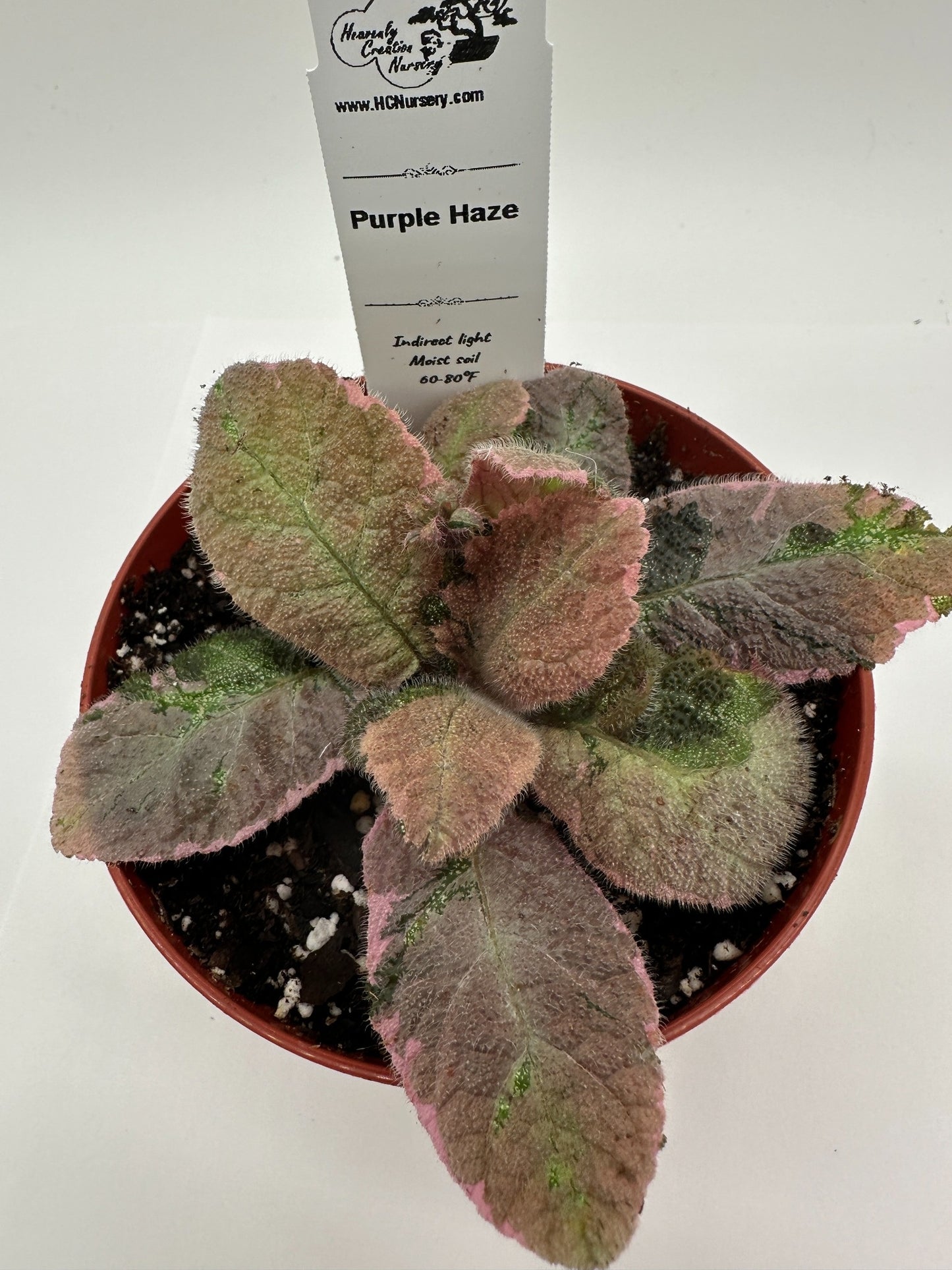 Purple Haze - Live Episcia 4" (Elite)