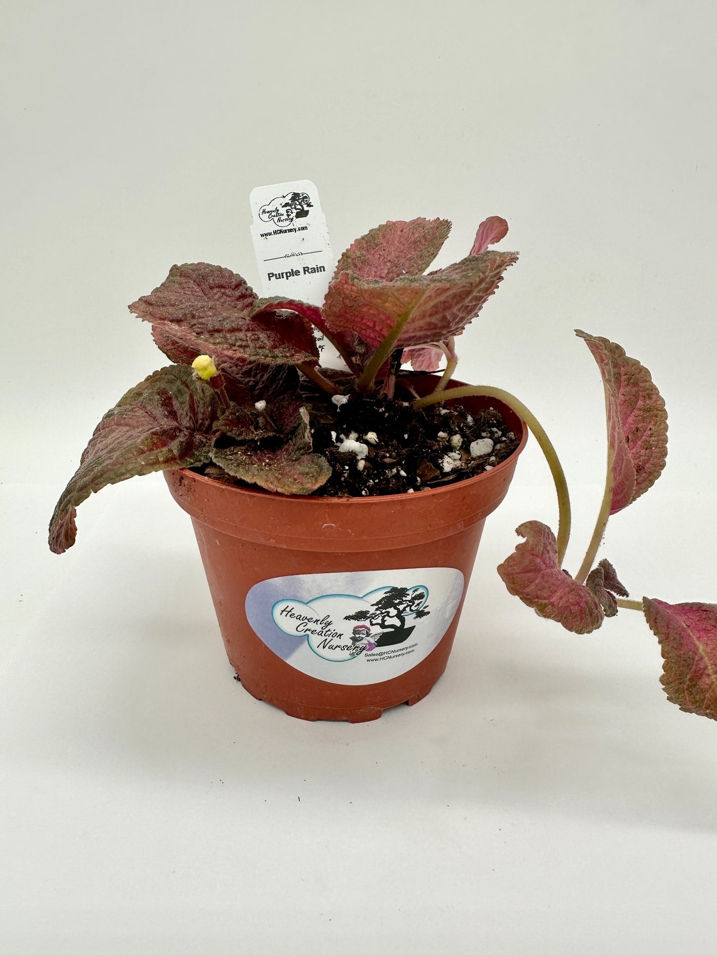 Purple Rain - Live Episcia 4"