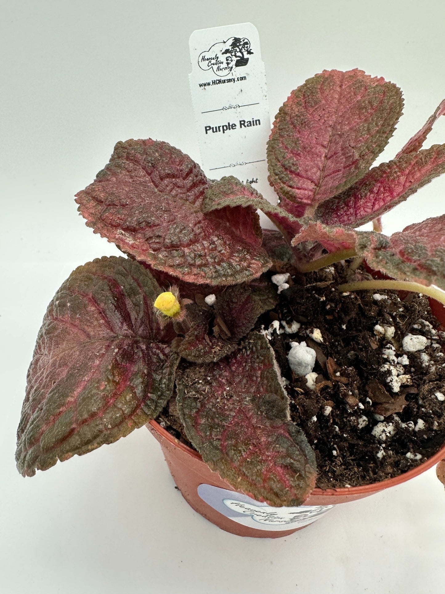 Purple Rain - Live Episcia 4"