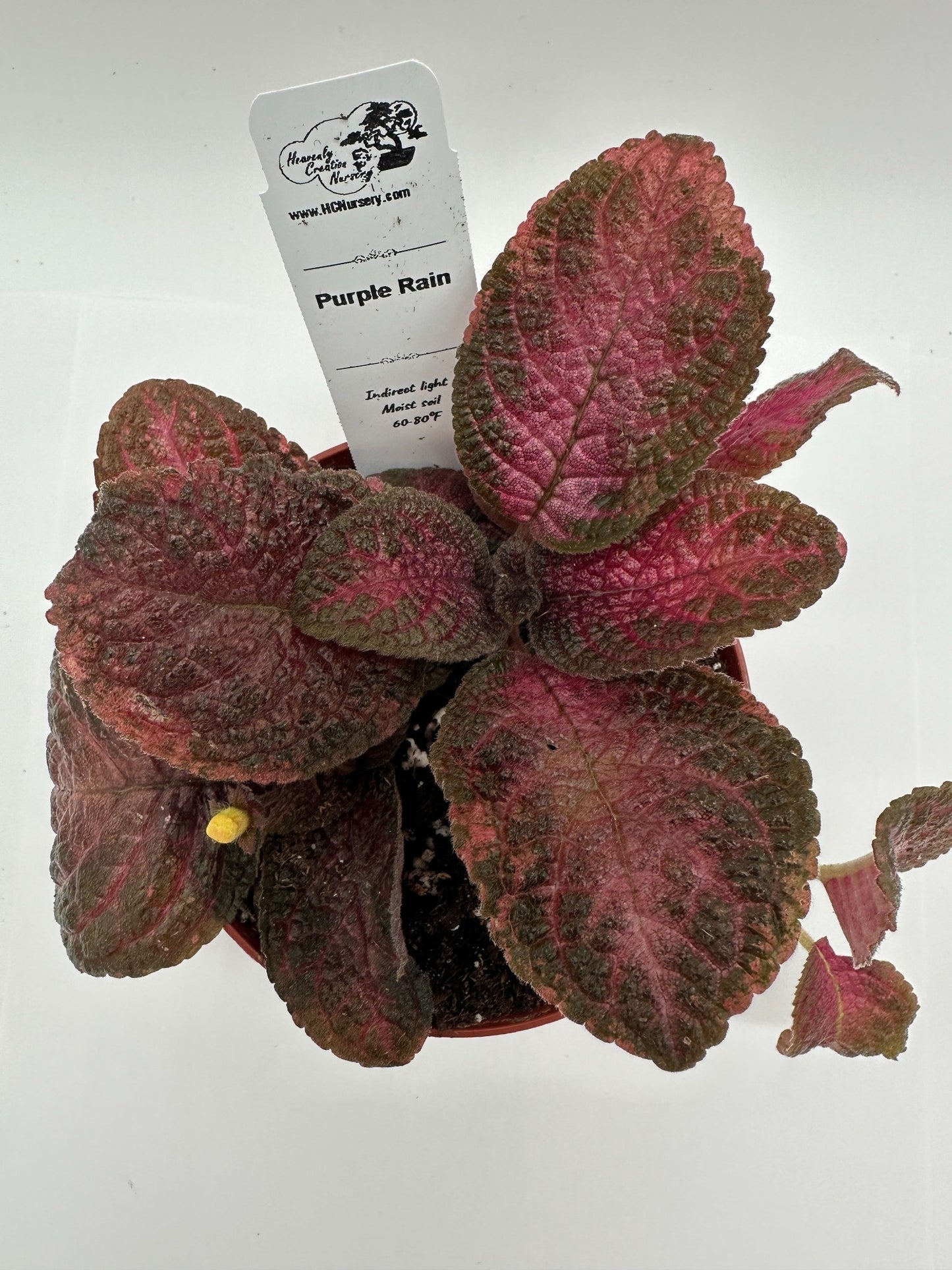 Purple Rain - Live Episcia 4"