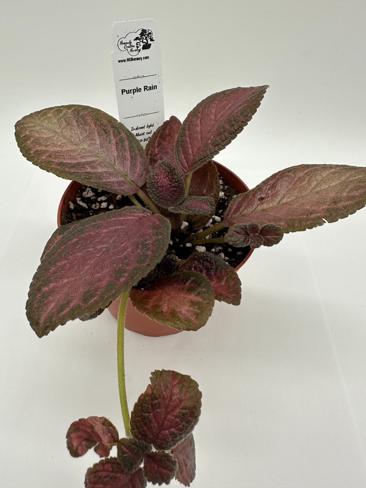 Purple Rain - Live Episcia 4"