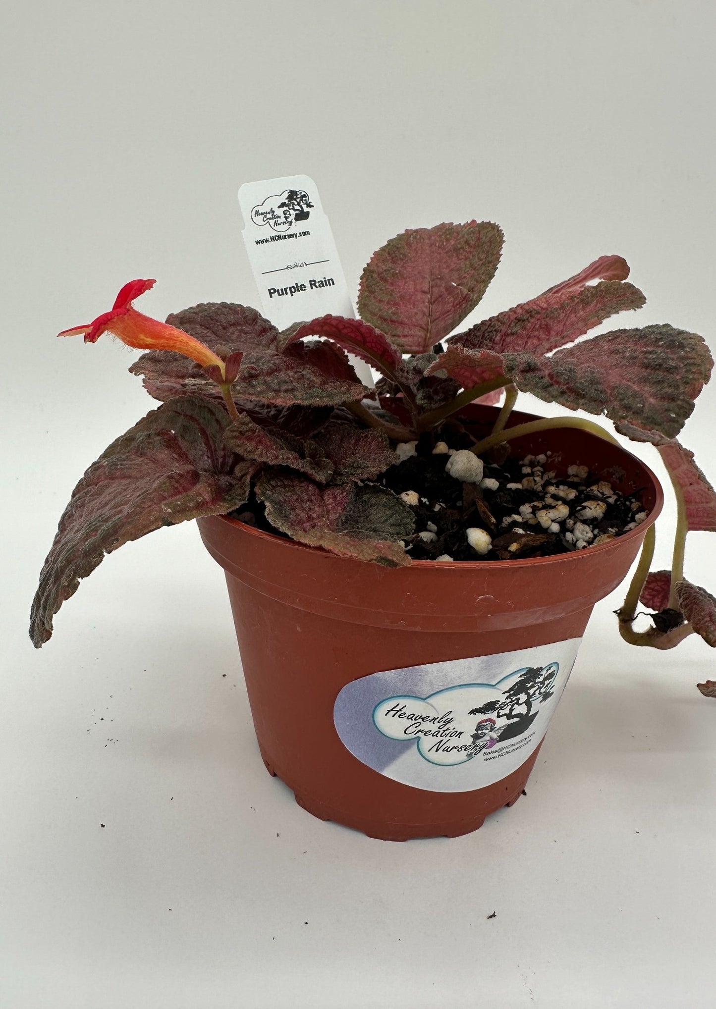 Purple Rain - Live Episcia 4"