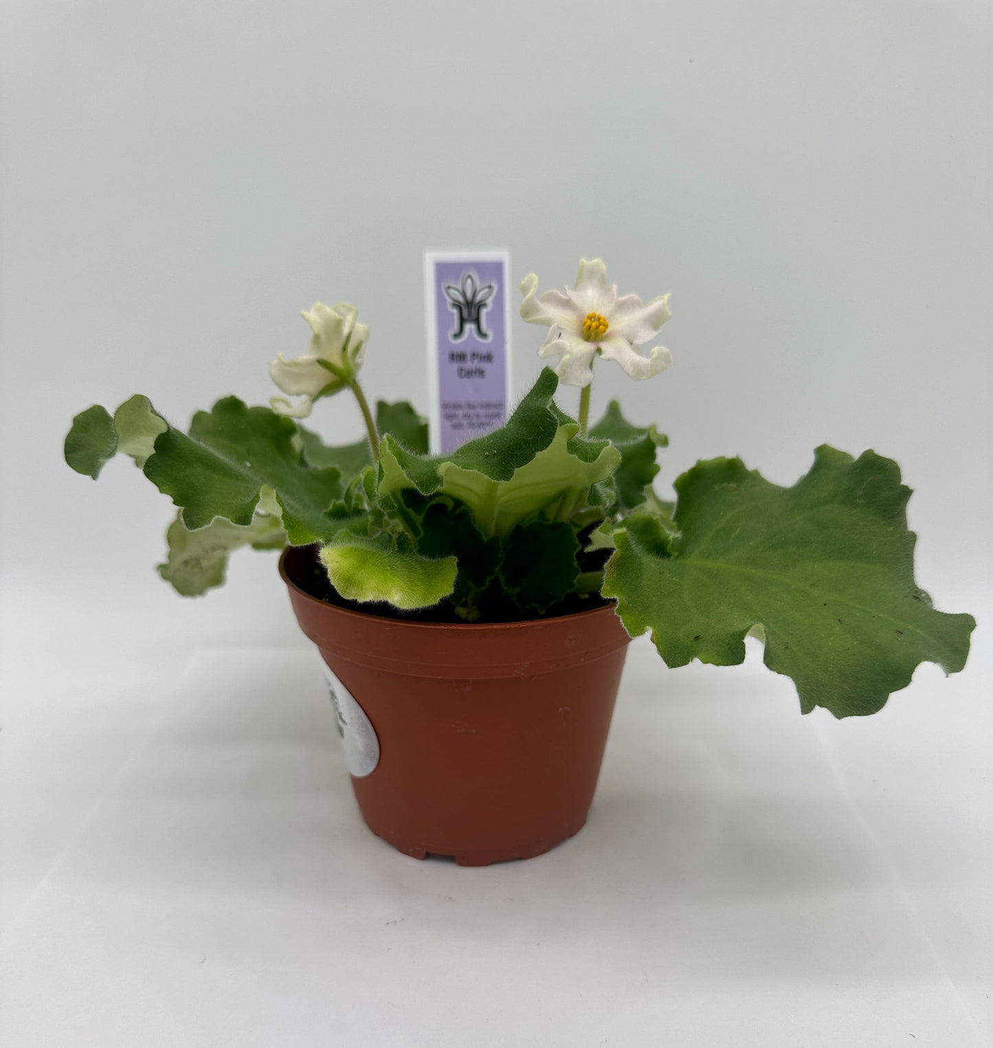 RM Pink Curls - White Hybrid - Live African Violet 4"