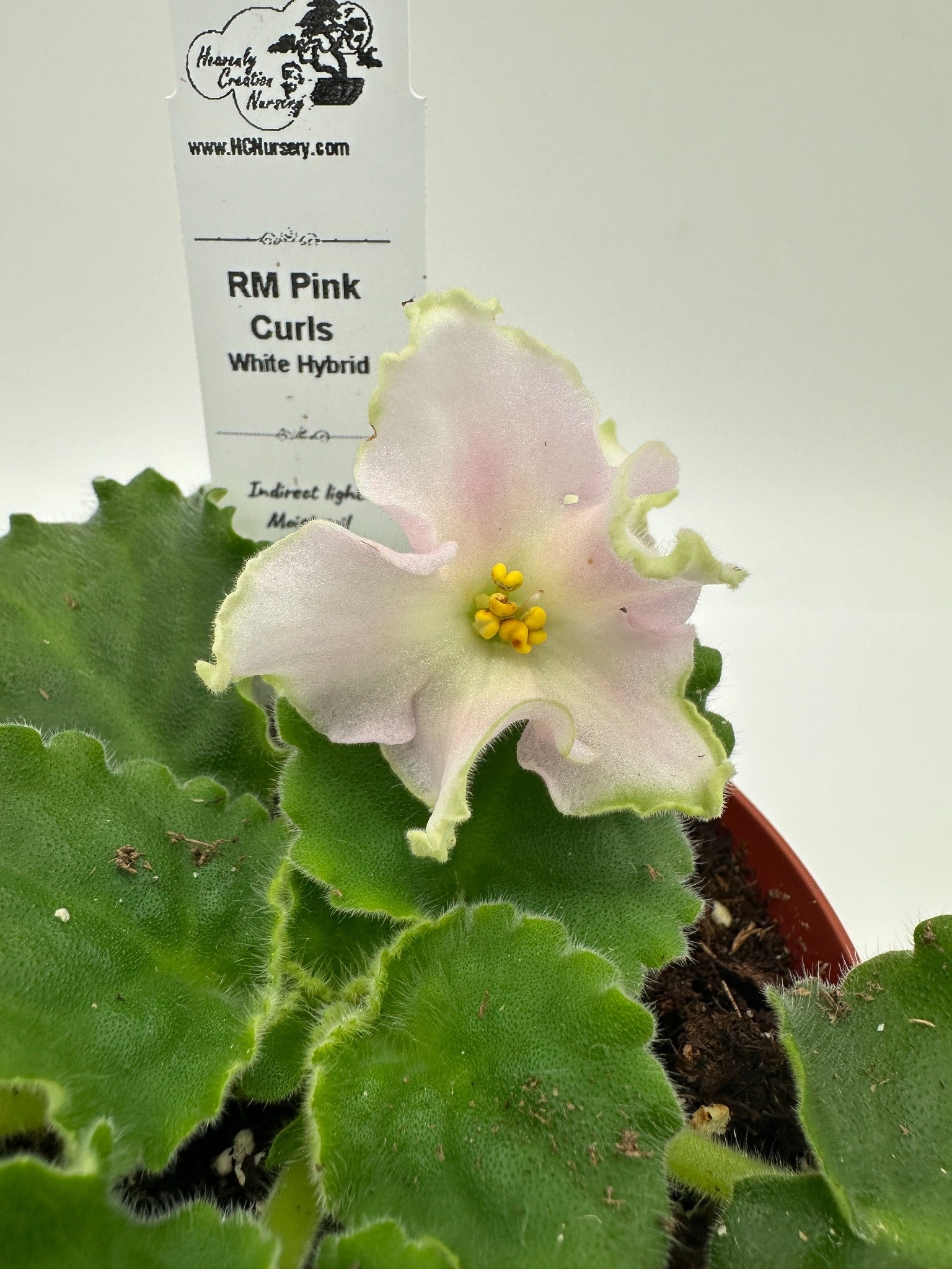 lunar lily white african violet RM Pink Curls - White Hybrid
