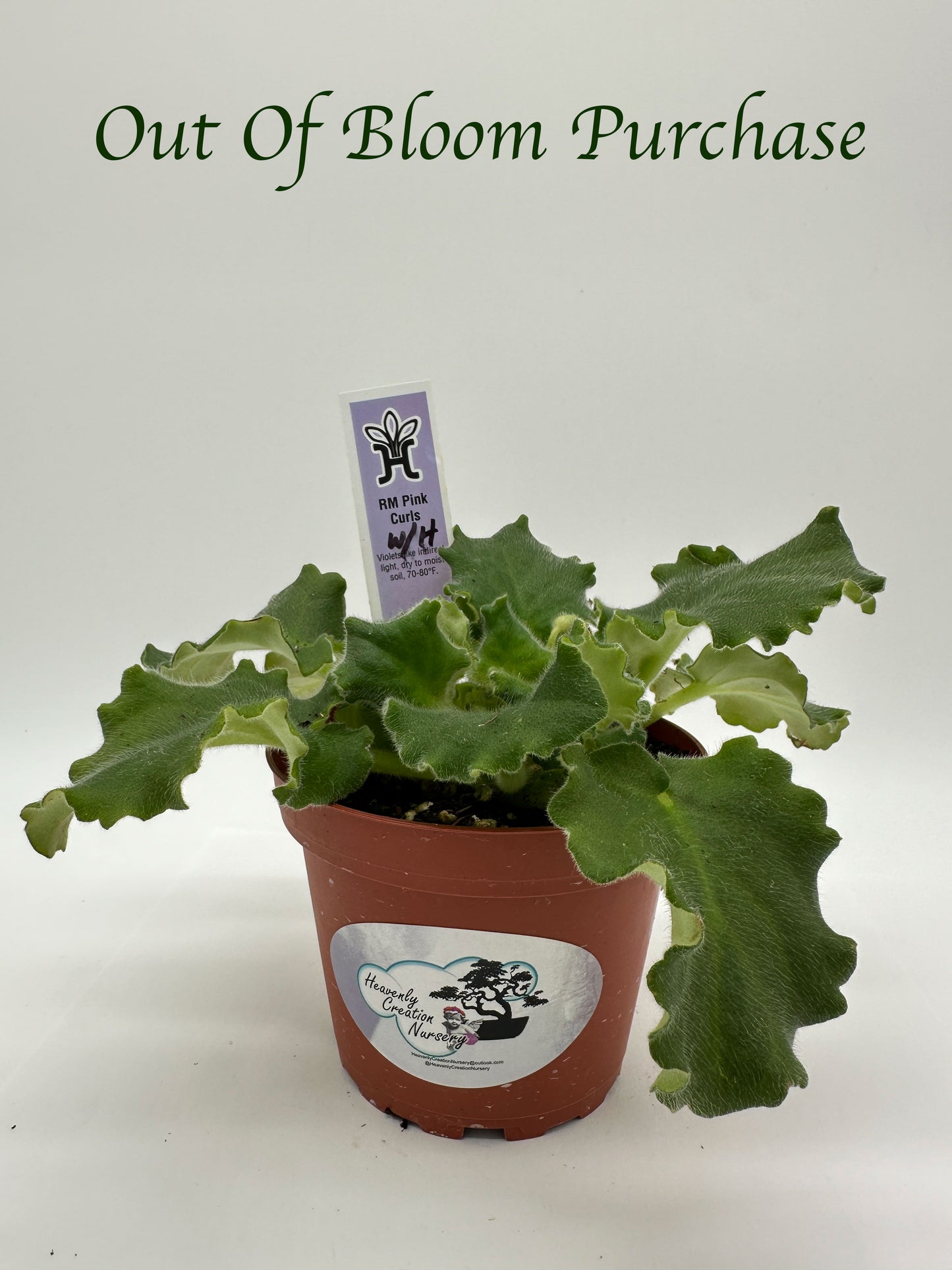 RM Pink Curls - White Hybrid - Live African Violet 4"