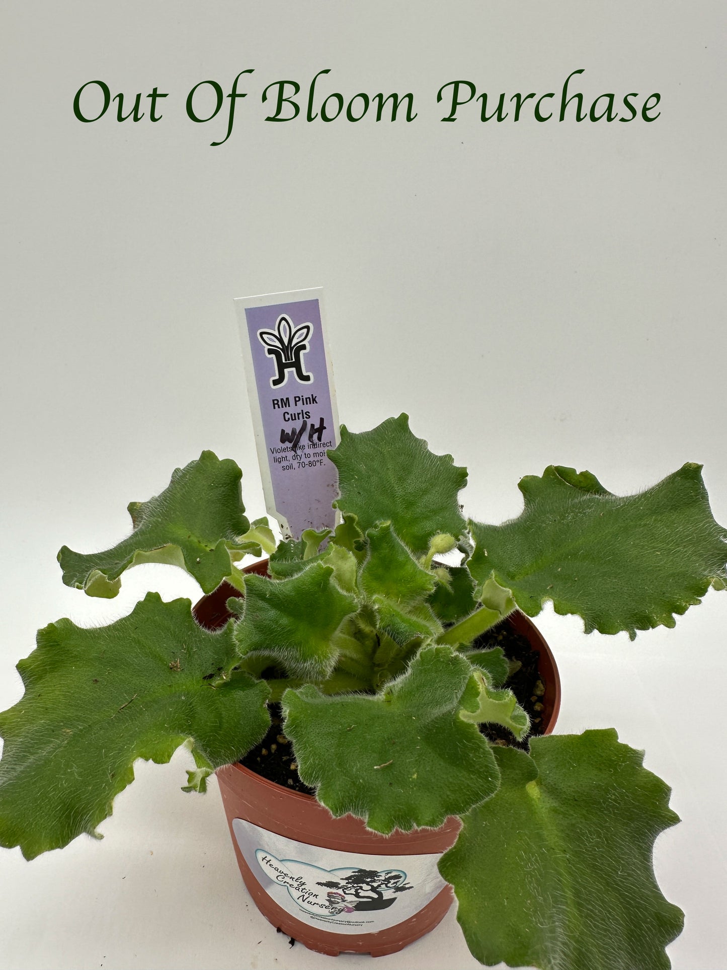 RM Pink Curls - White Hybrid - Live African Violet 4"