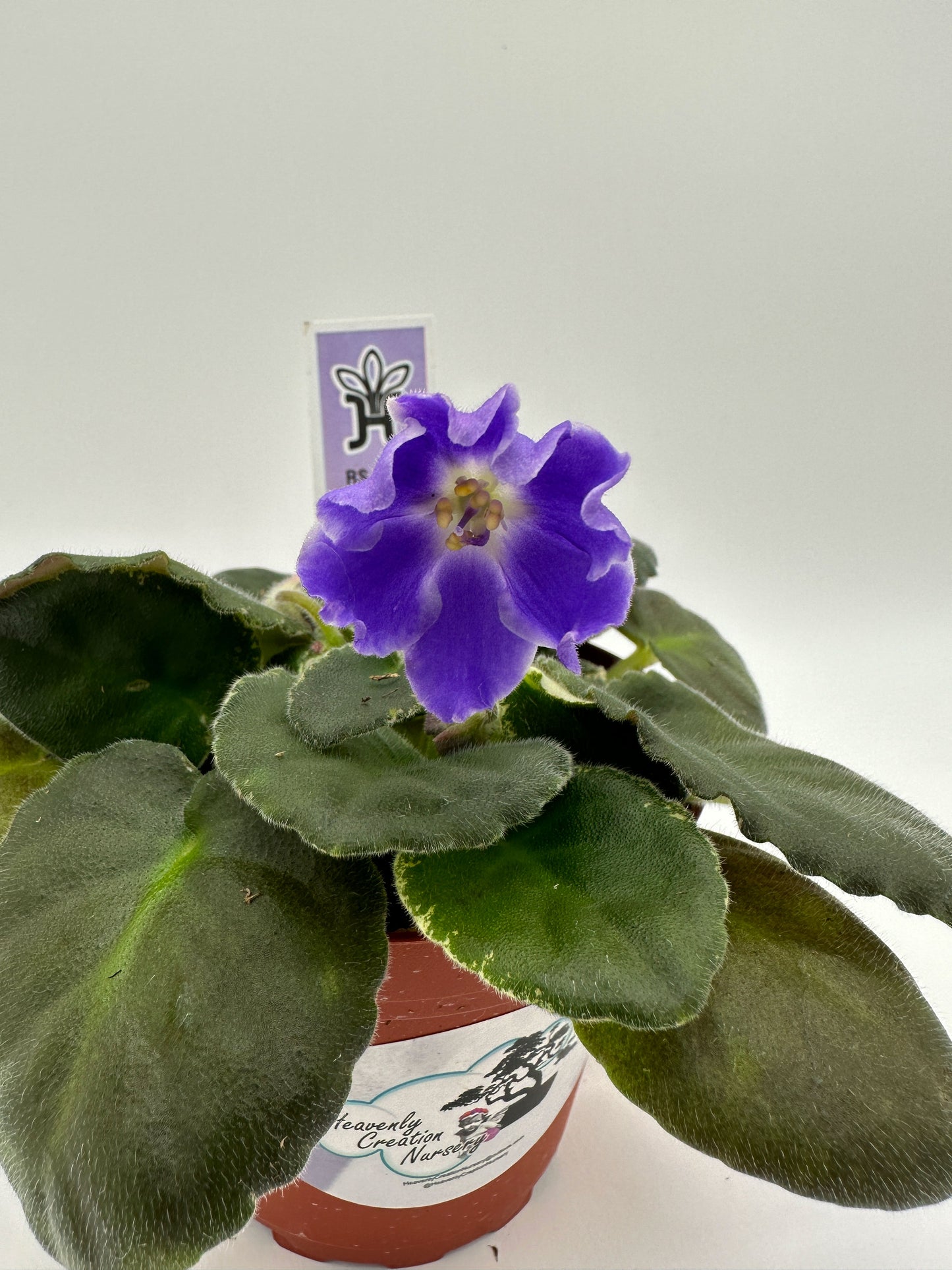 RS Ariel - Live African Violet 4"