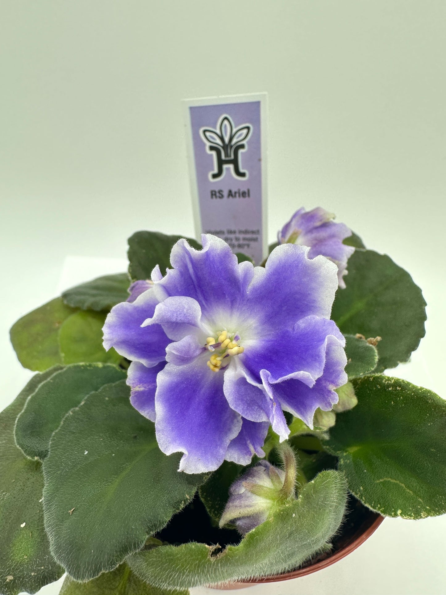 RS Ariel - Live African Violet 4"