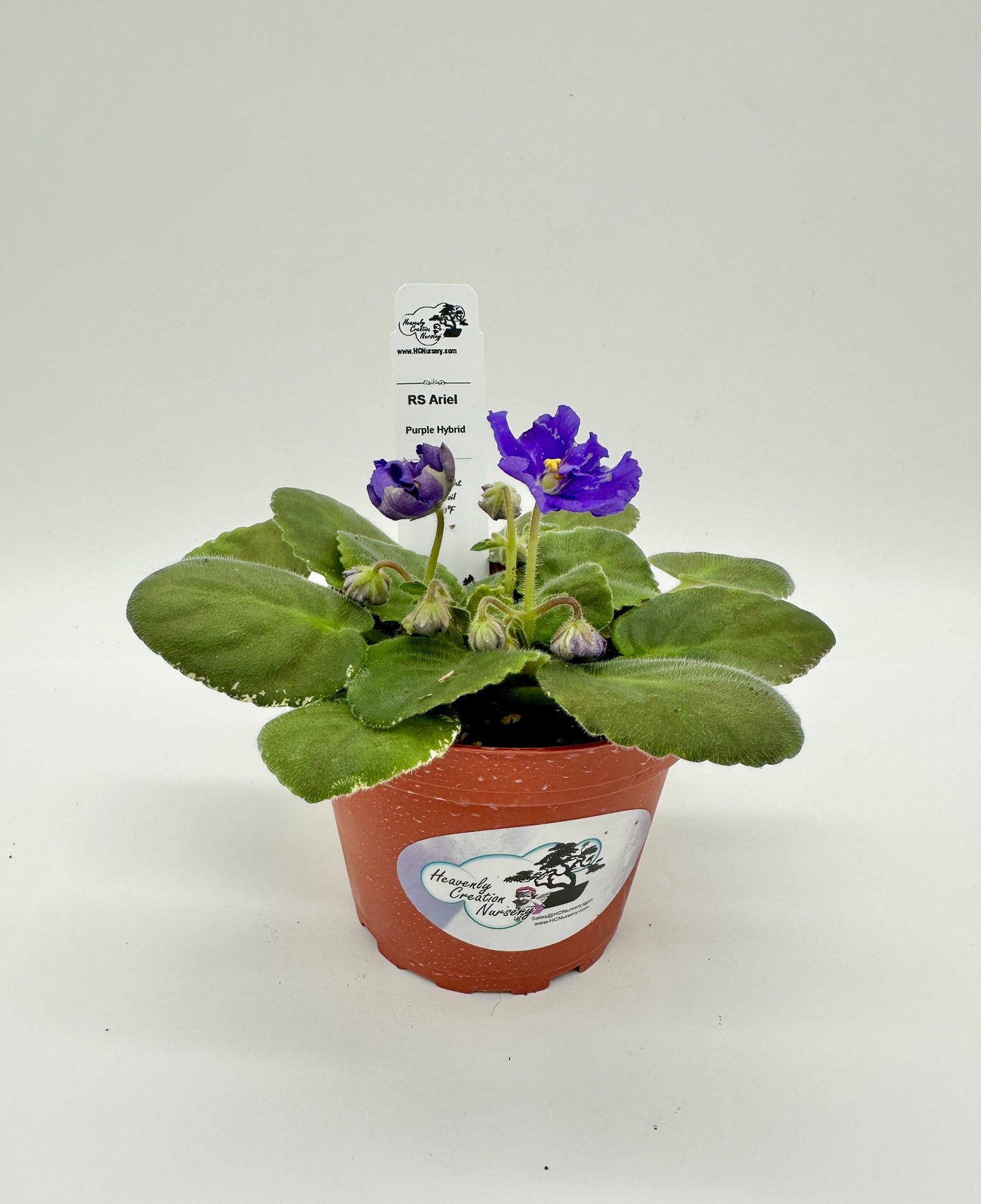 RS Ariel - Dk Purple Hybrid - Live African Violet 4"