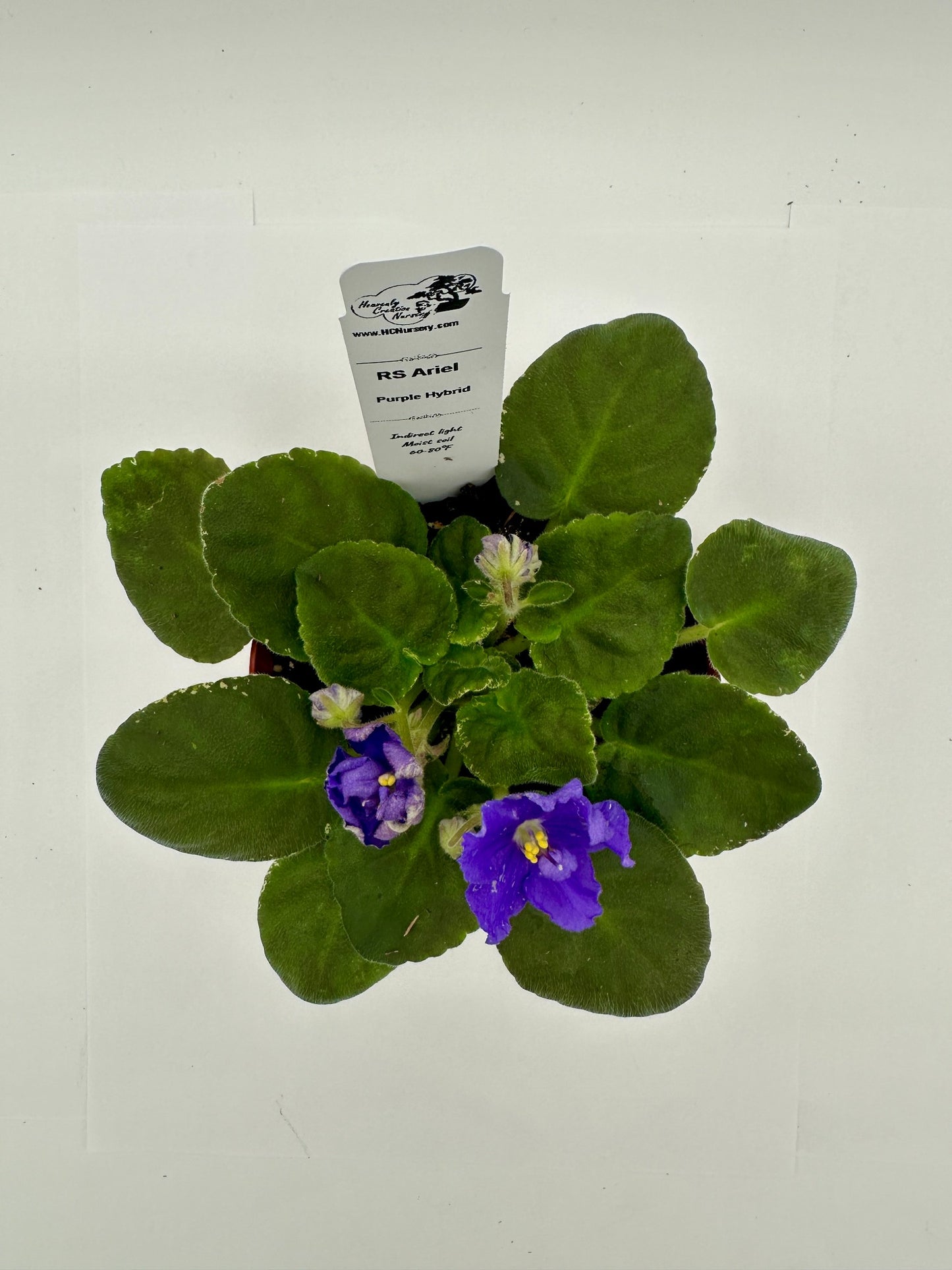 RS Ariel - Dk Purple Hybrid - Live African Violet 4"