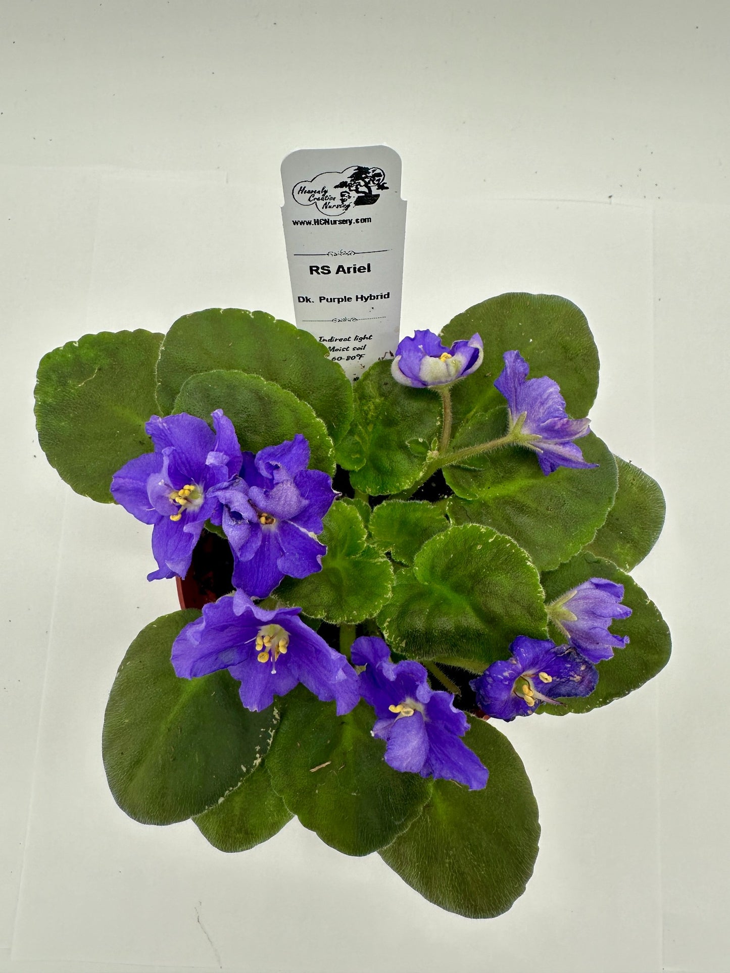 RS Ariel - Dk Purple Hybrid - Live African Violet 4"