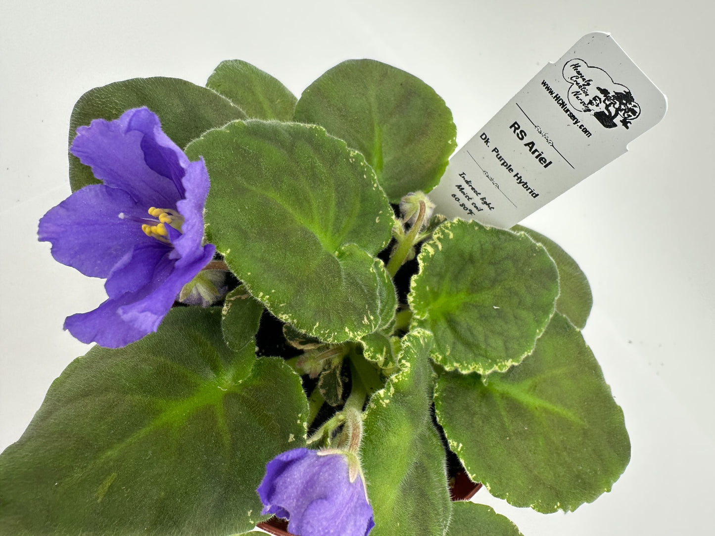 RS Ariel - Dk Purple Hybrid - Live African Violet 4"