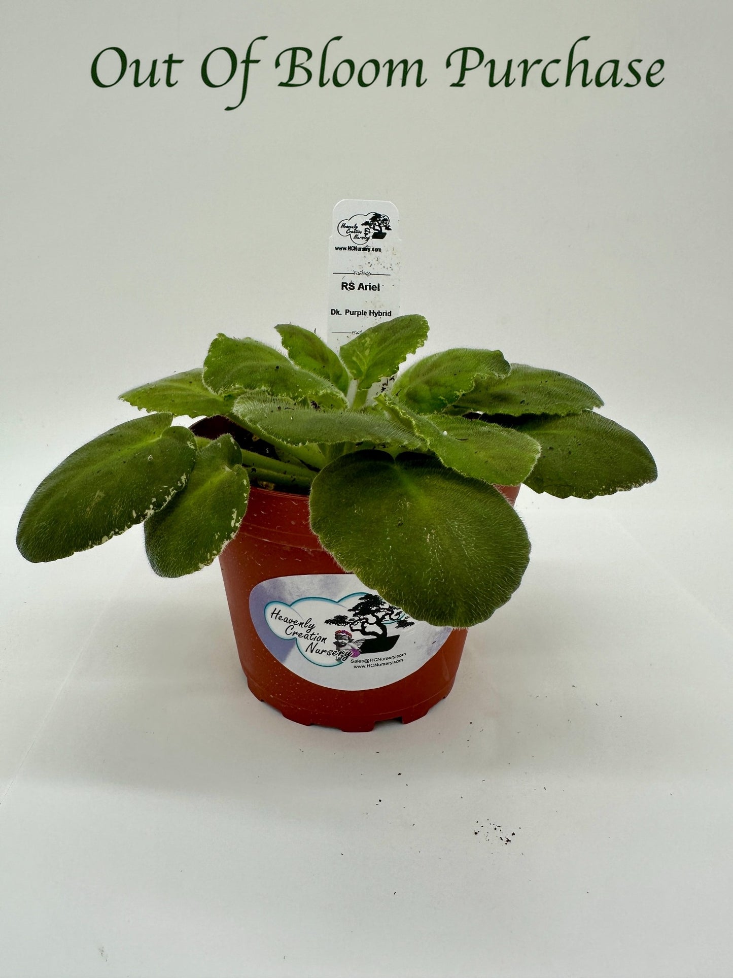 RS Ariel - Dk Purple Hybrid - Live African Violet 4"