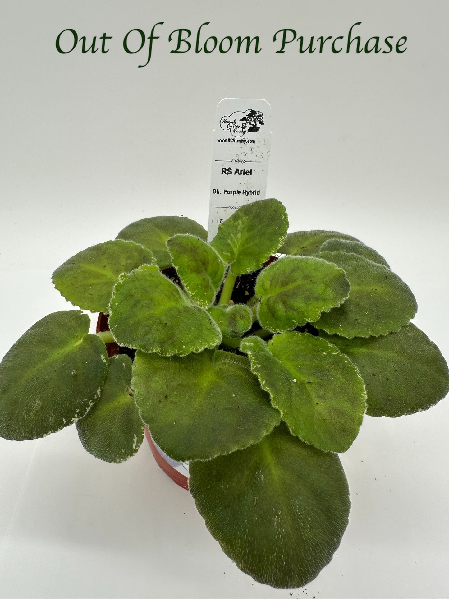 RS Ariel - Dk Purple Hybrid - Live African Violet 4"
