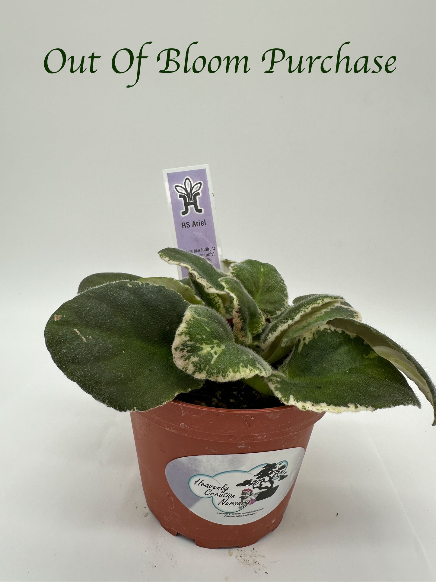 RS Ariel - Live African Violet 4"