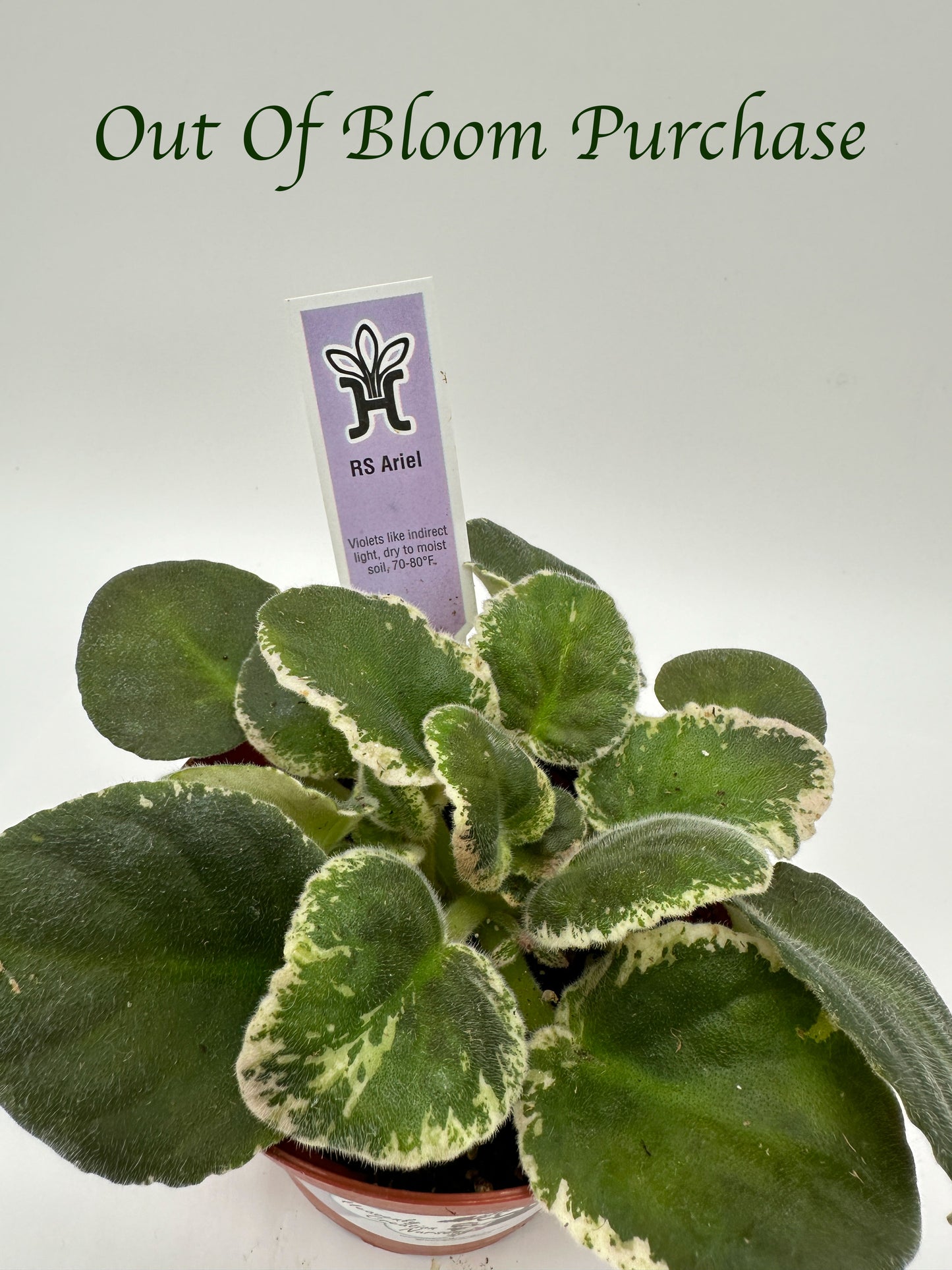 RS Ariel - Live African Violet 4"