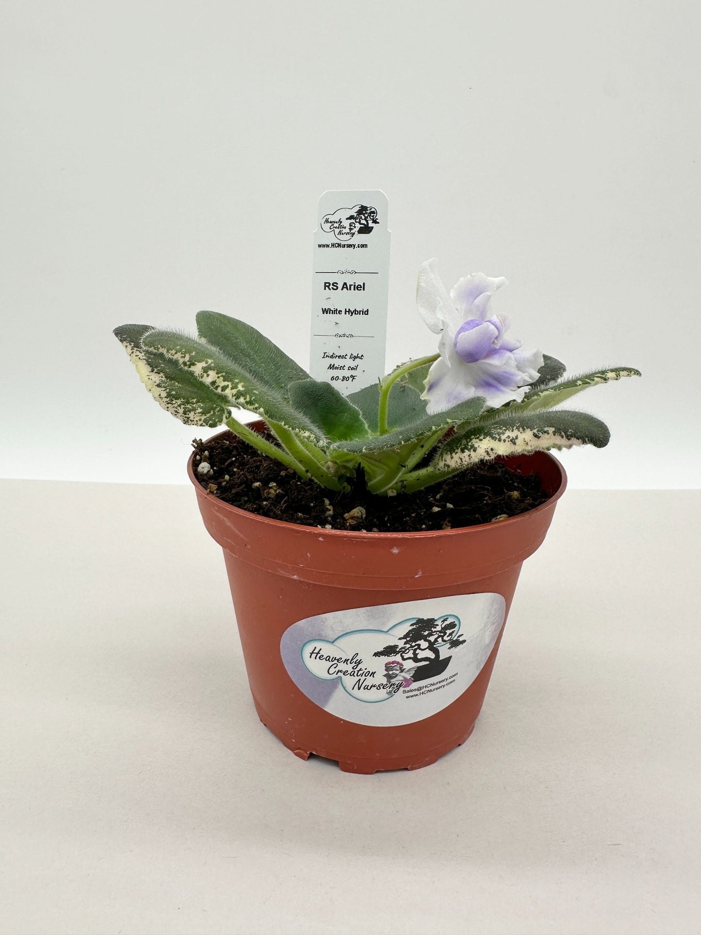 RS Ariel - White Hybrid - Live African Violet 4"