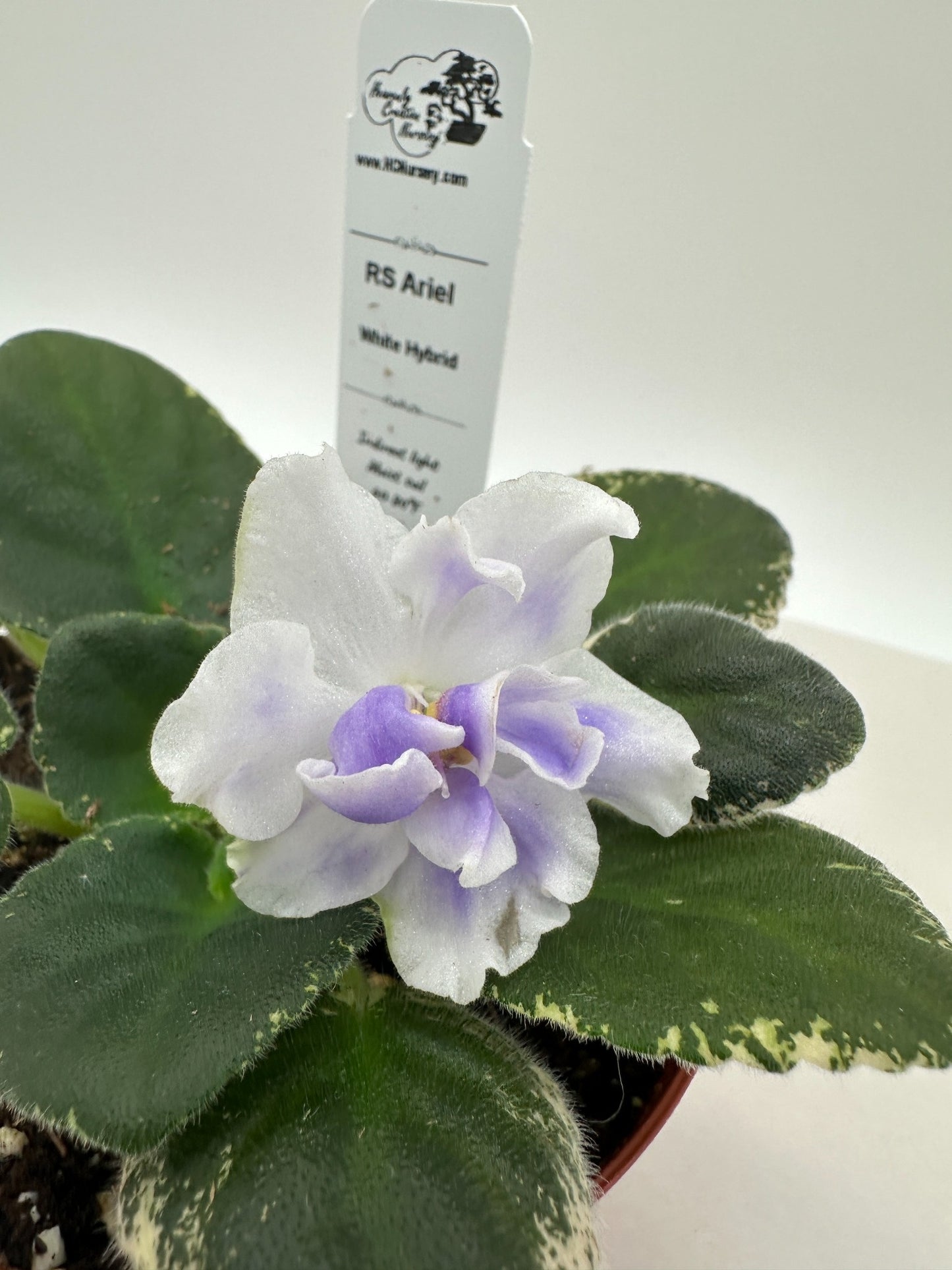 RS Ariel - White Hybrid - Live African Violet 4"