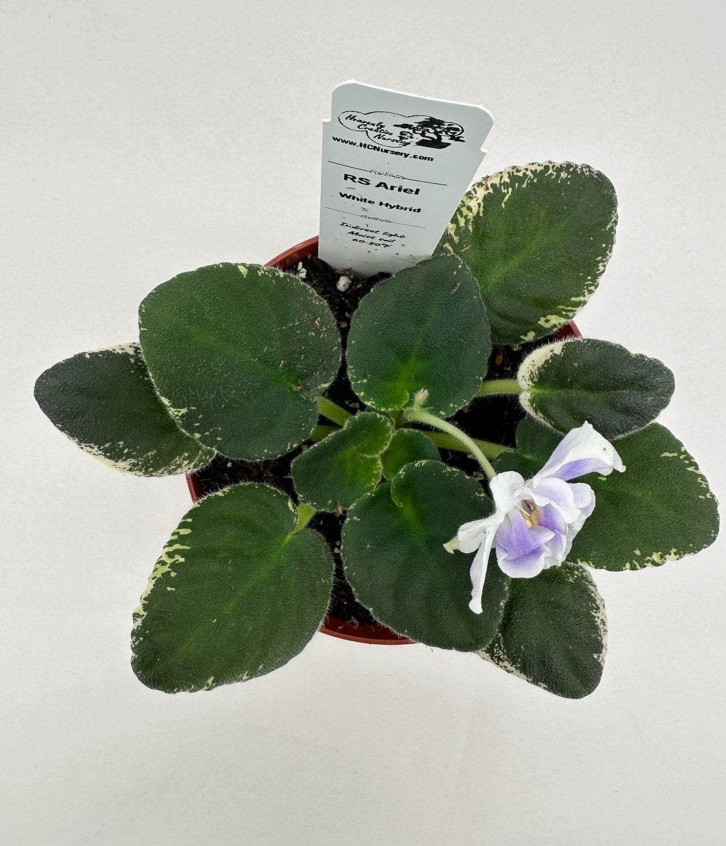 RS Ariel - White Hybrid - Live African Violet 4"