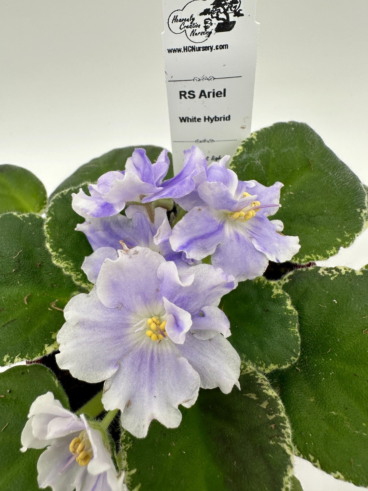 RS Ariel - White Hybrid - Live African Violet 4"