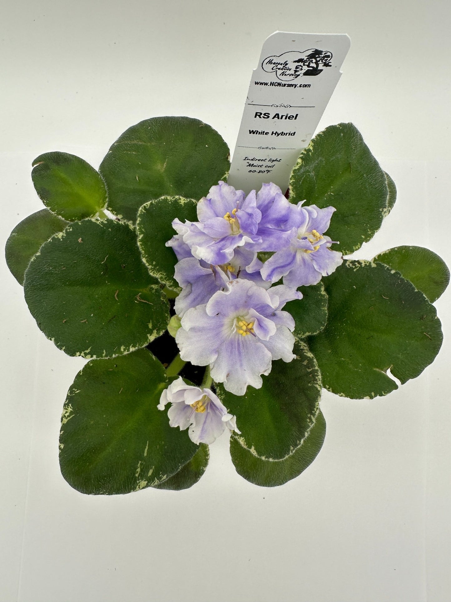 RS Ariel - White Hybrid - Live African Violet 4"