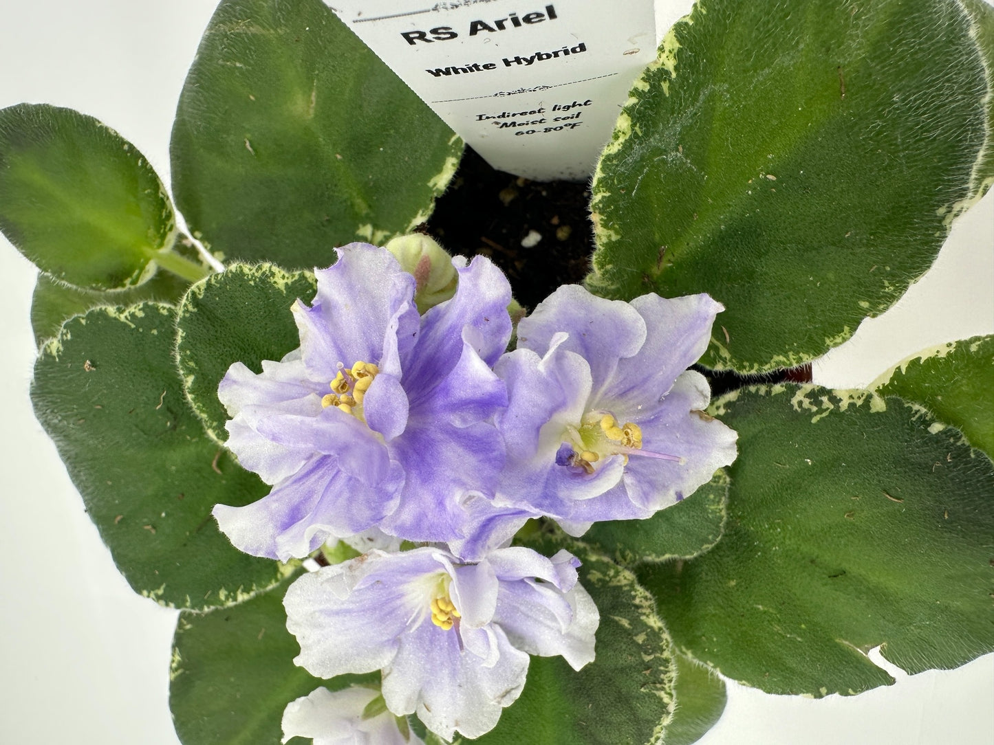 RS Ariel - White Hybrid - Live African Violet 4"