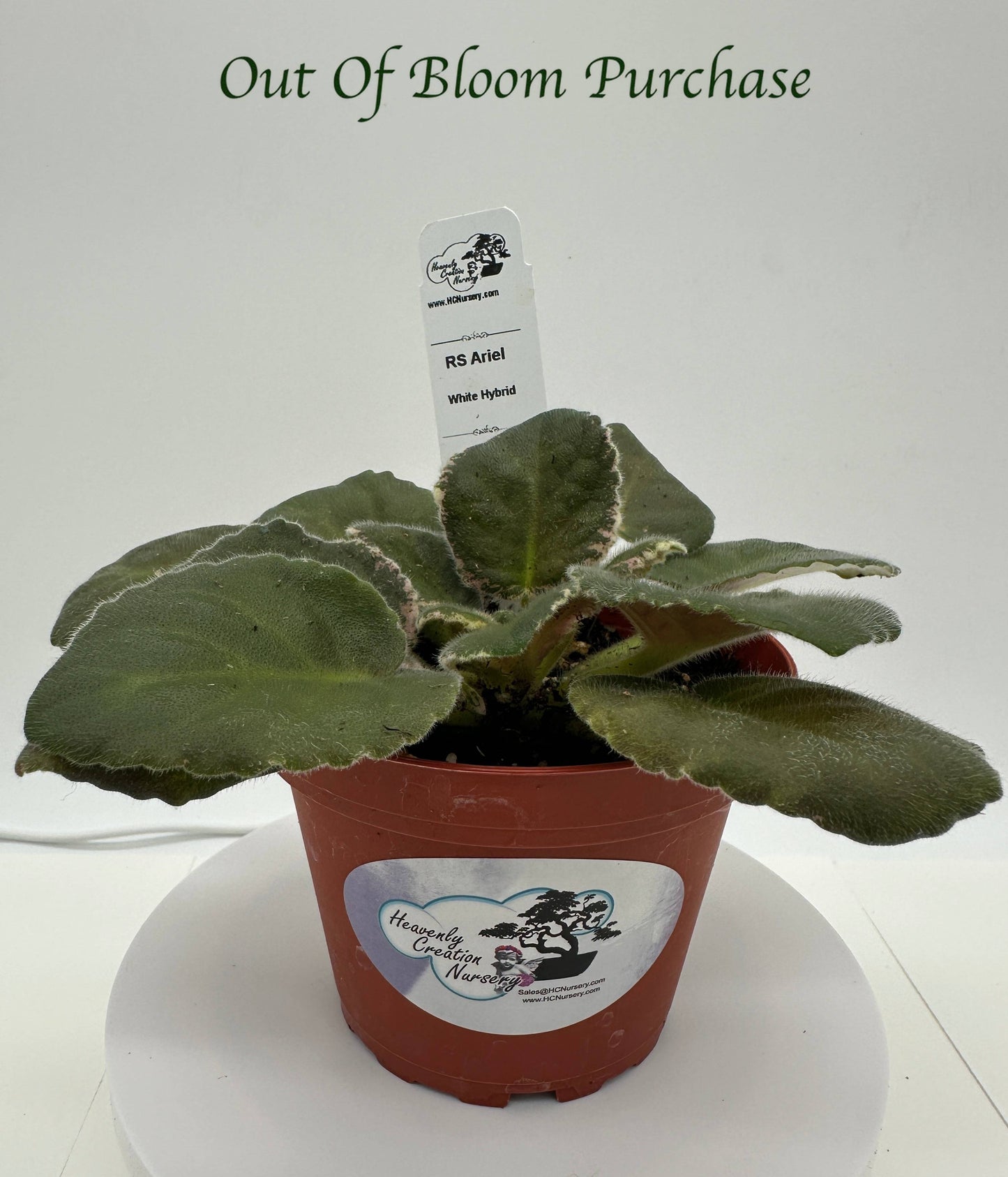 RS Ariel - White Hybrid - Live African Violet 4"