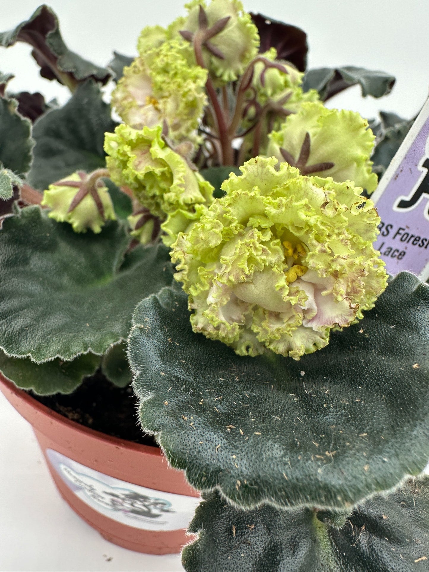 RS Forest Lace - Live African Violet 6"