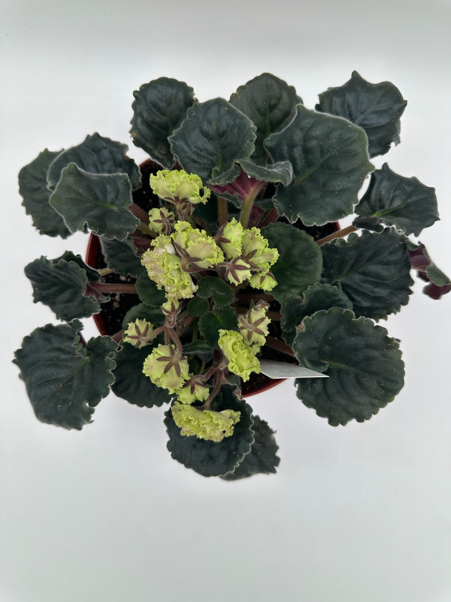 RS Forest Lace - Live African Violet 6"
