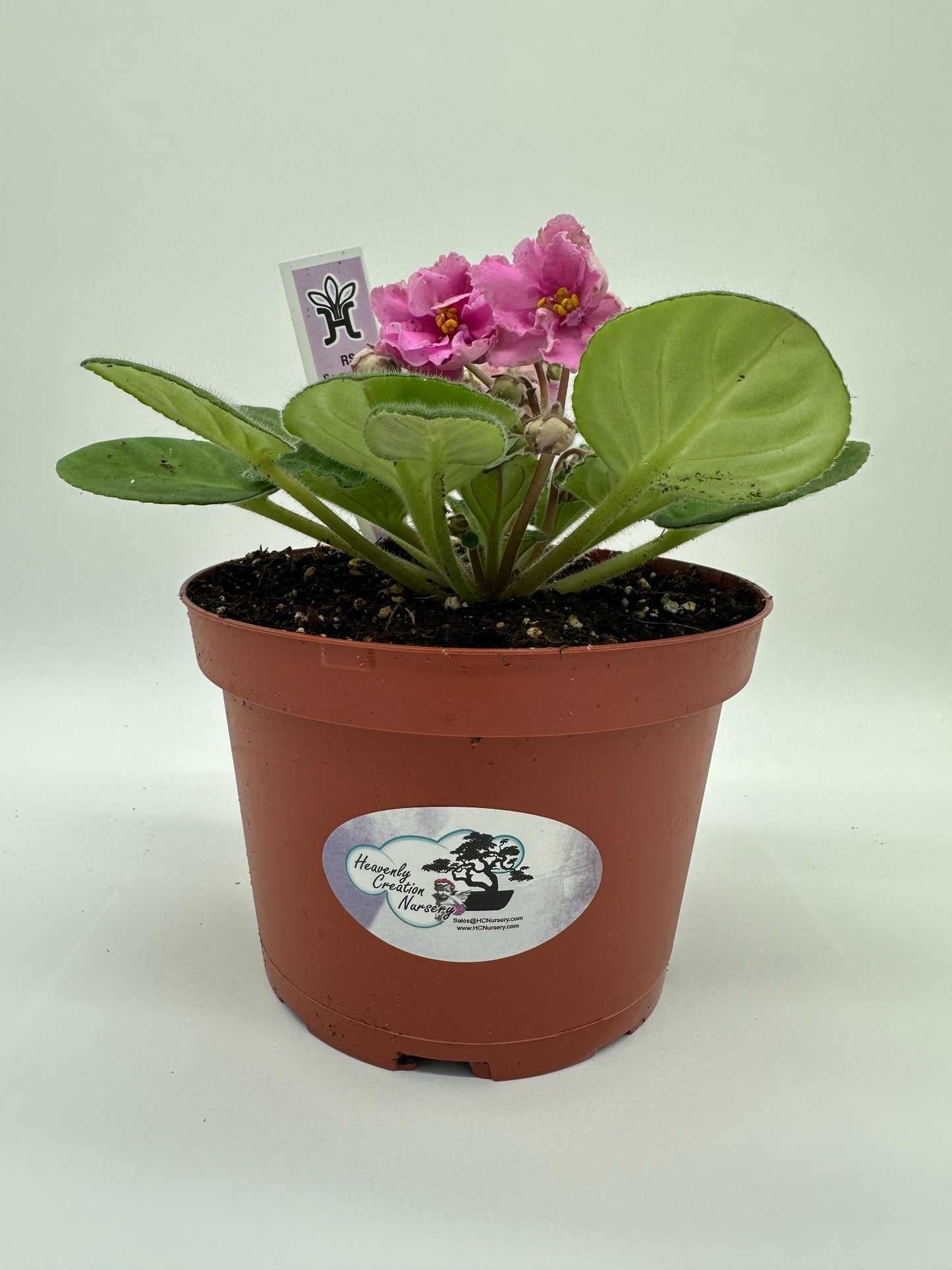 RS Serpentine - Live African Violet 6"