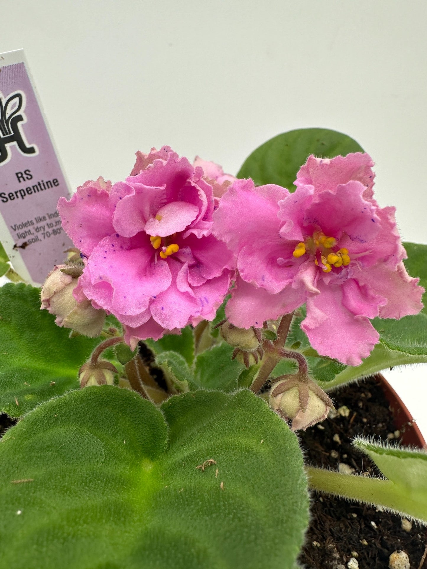 RS Serpentine - Live African Violet 6"
