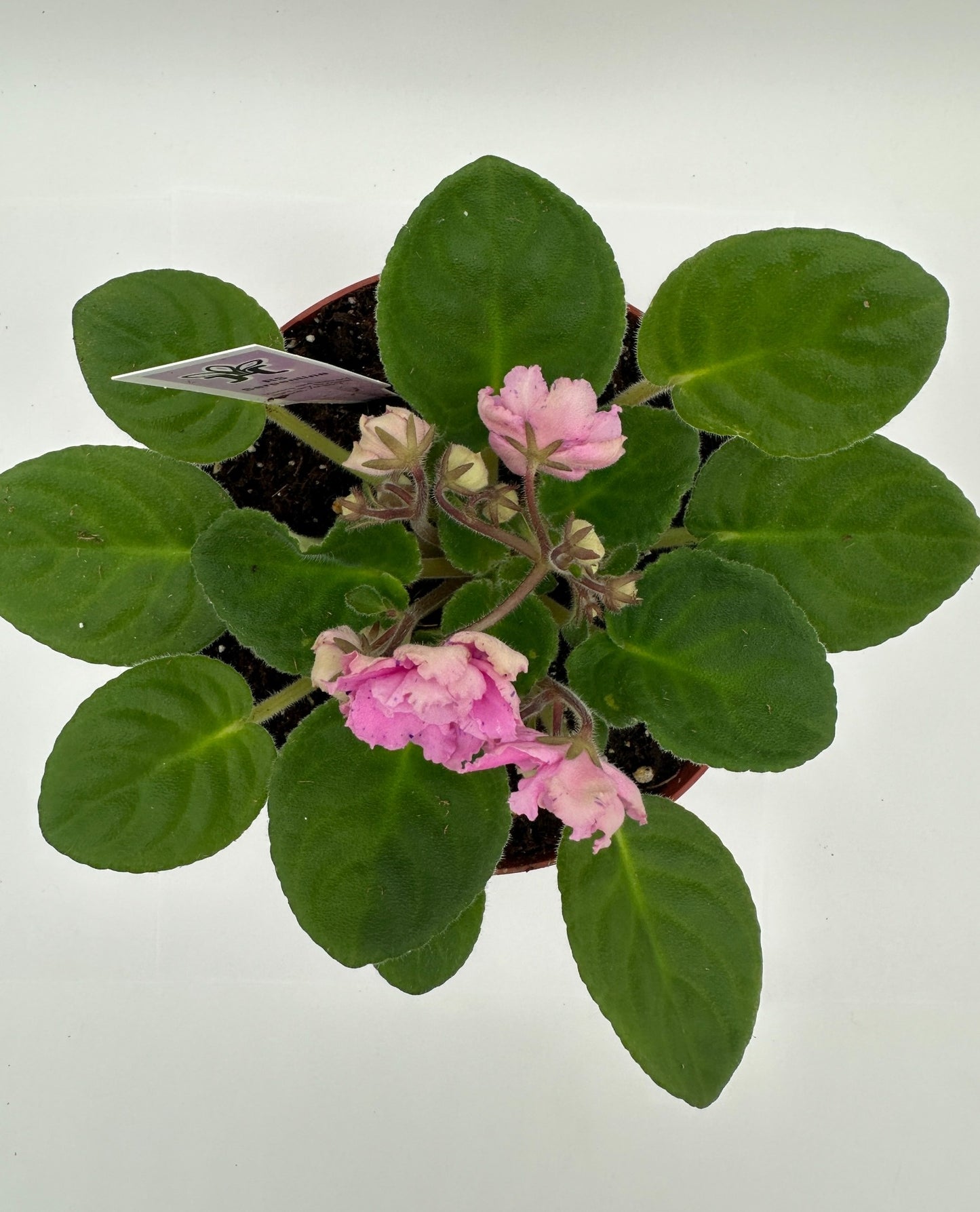 RS Serpentine - Live African Violet 6"