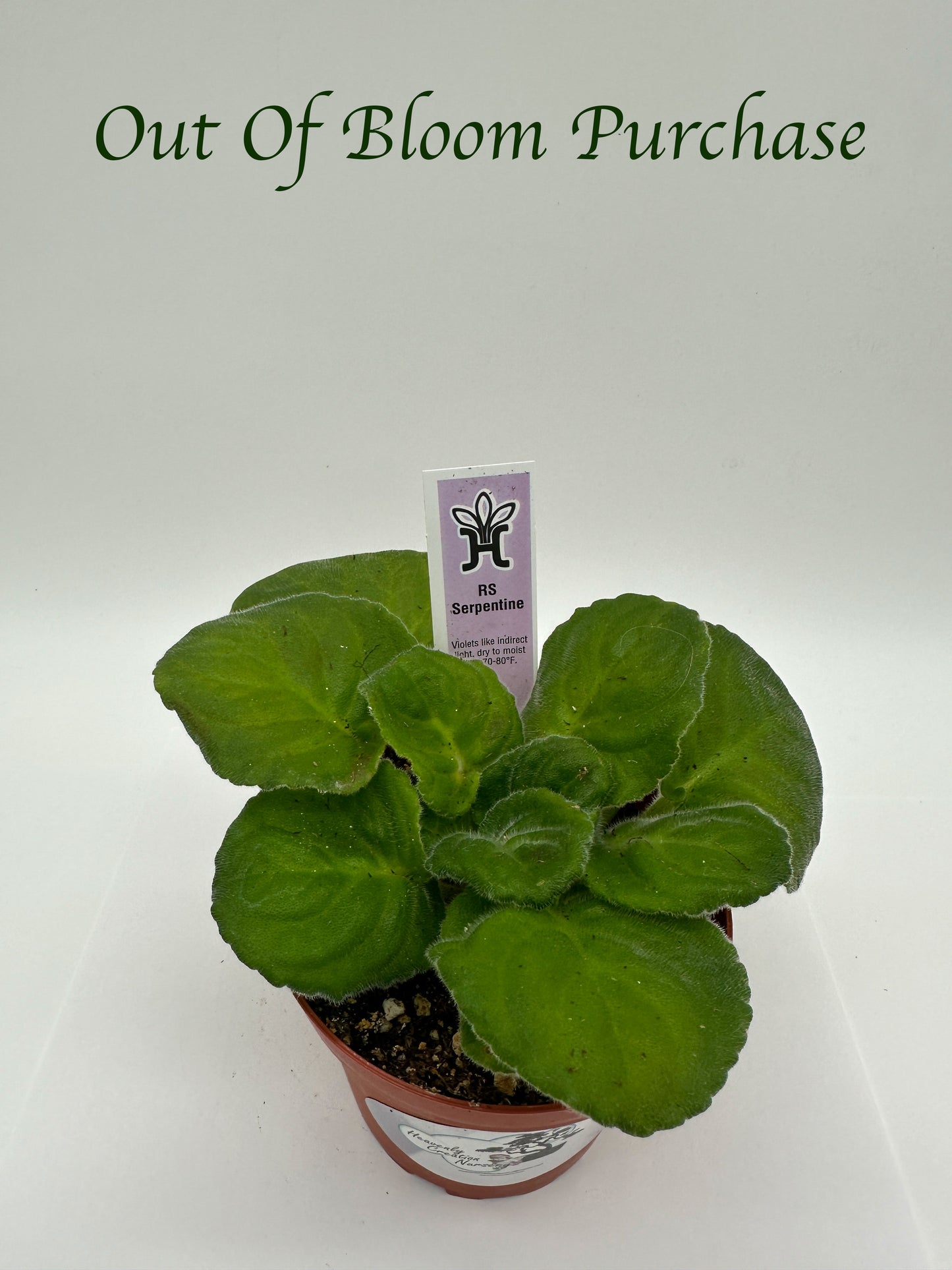 RS Serpentine - Live African Violet 4"