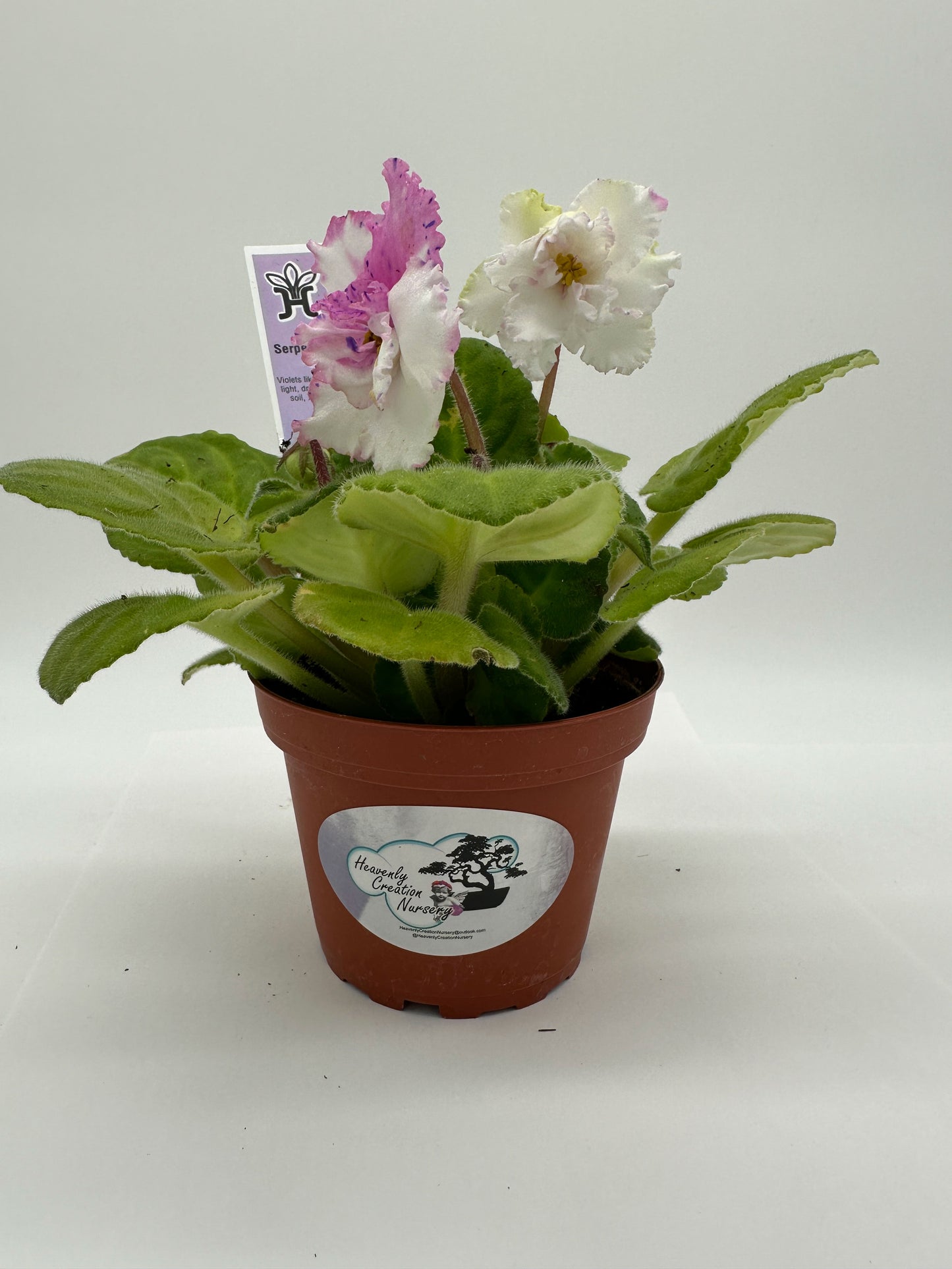 RS Serpentine - White/Purple/Pink Hybrid - Live African Violet 4"