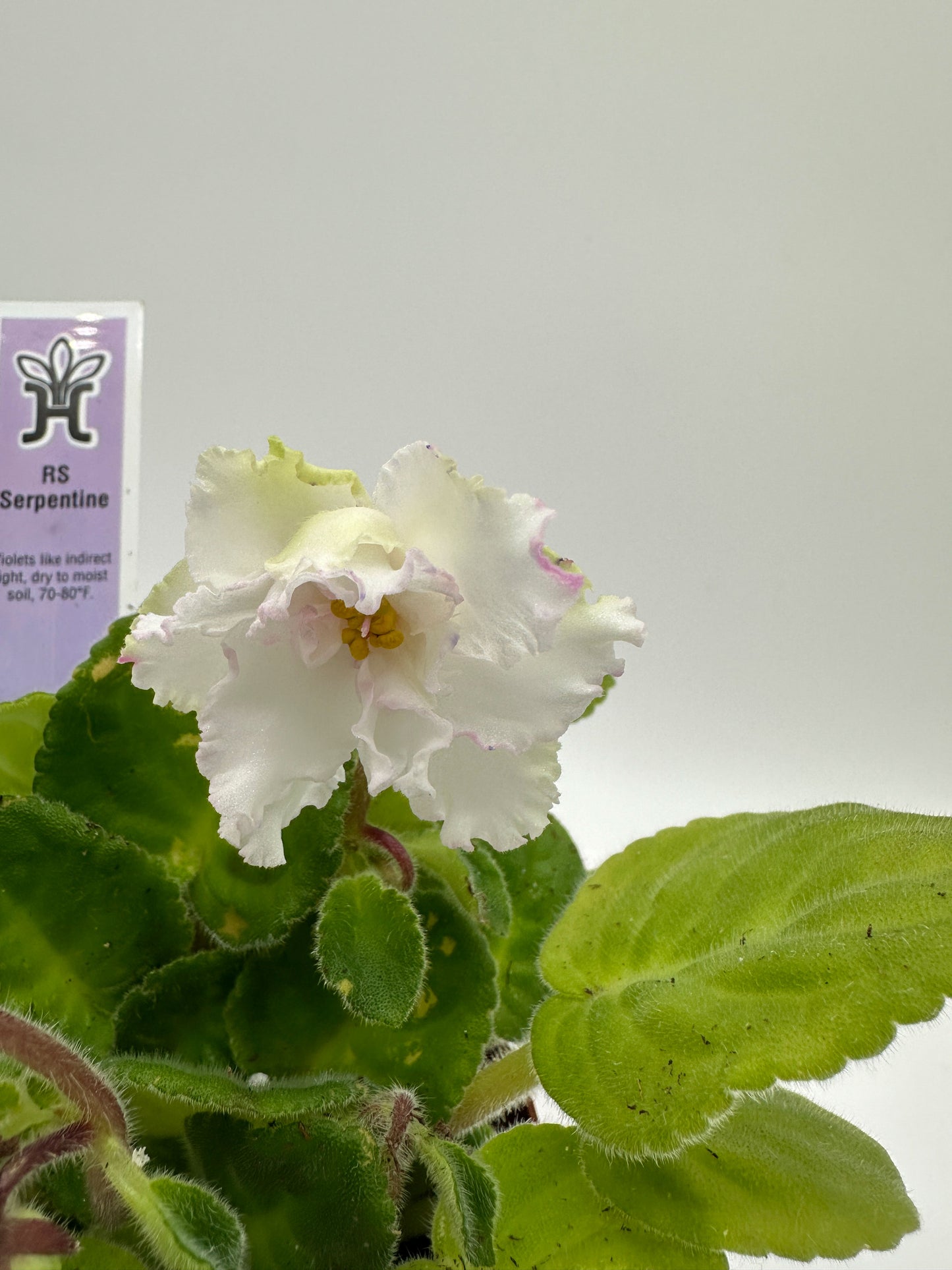 RS Serpentine - White/Purple/Pink Hybrid - Live African Violet 4"