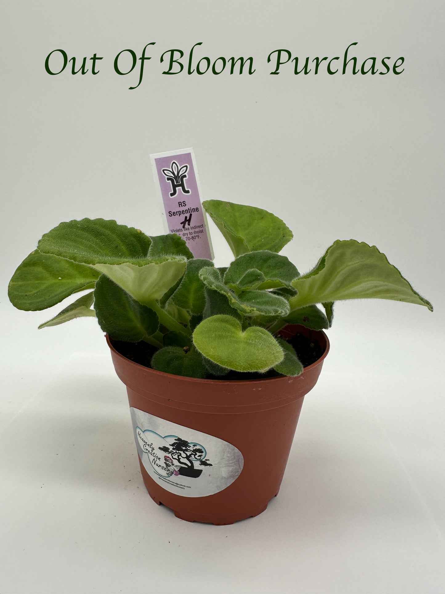 RS Serpentine - White/Purple/Pink Hybrid - Live African Violet 4"