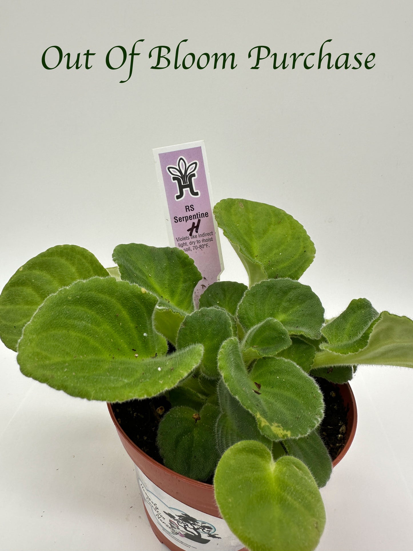RS Serpentine - White/Purple/Pink Hybrid - Live African Violet 4"