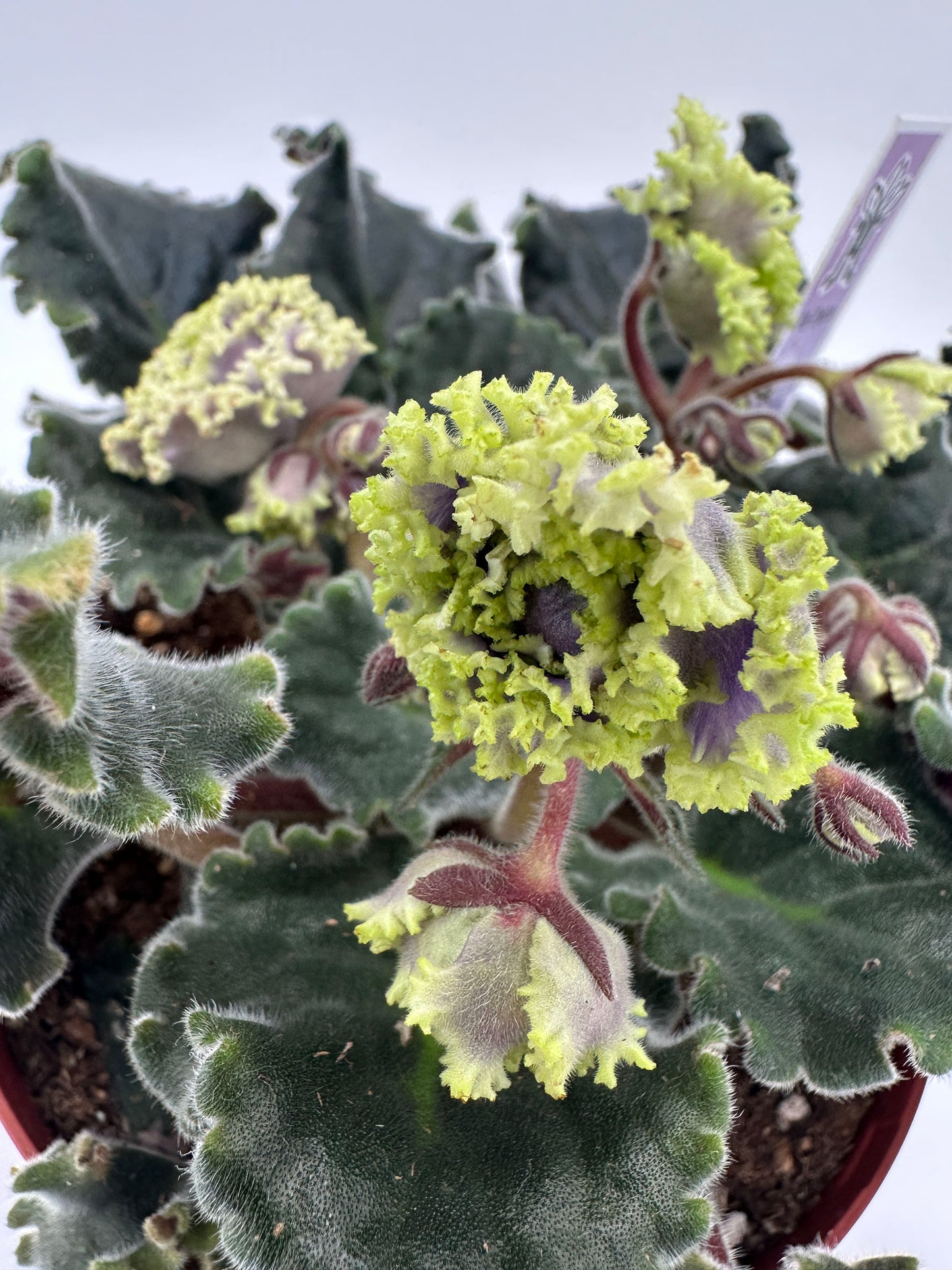 RS Zhabo - Live African Violet 6"
