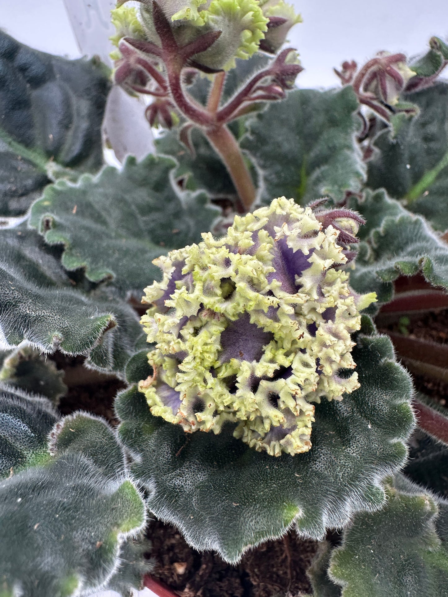 RS Zhabo - Live African Violet 6"