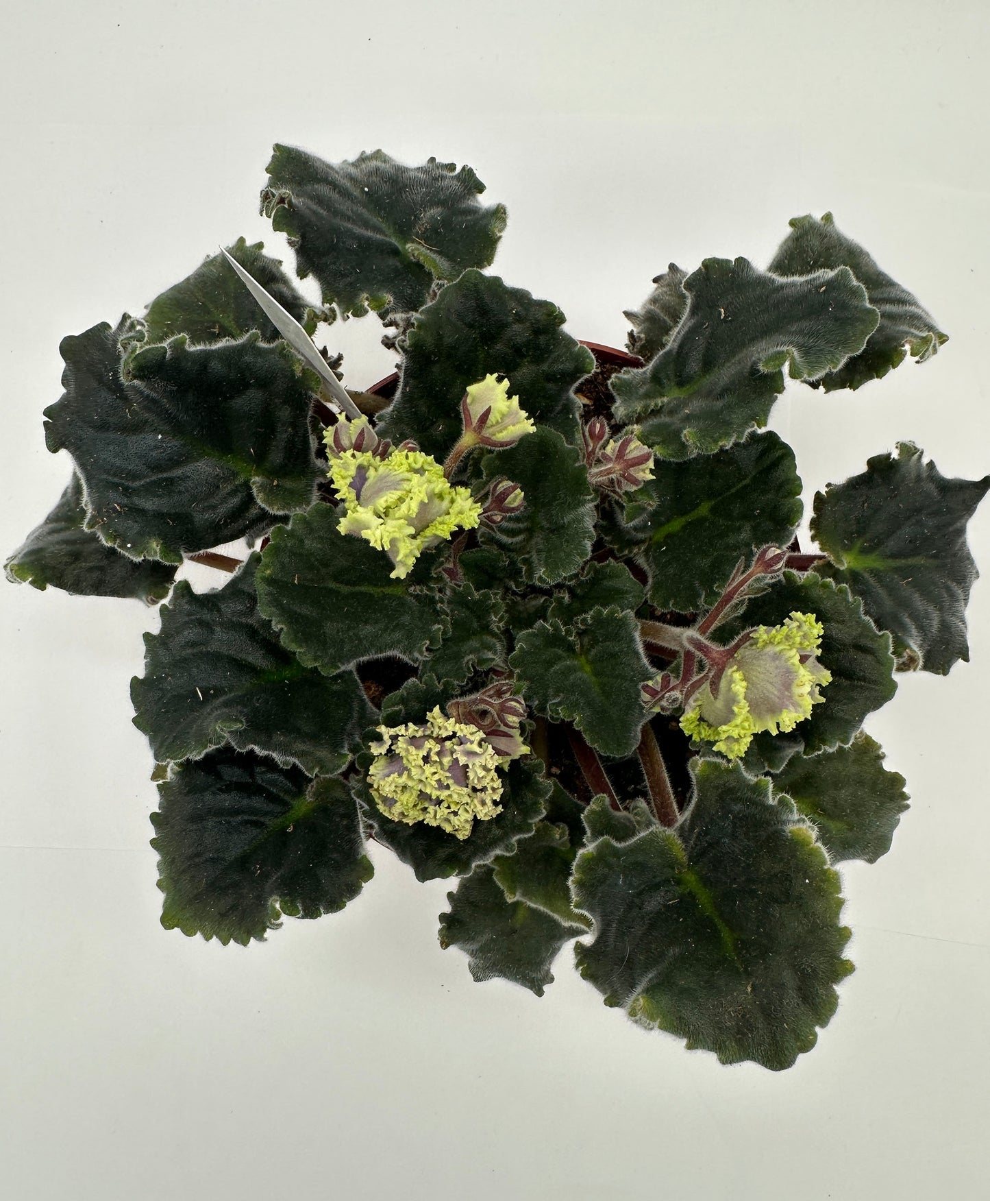 RS Zhabo - Live African Violet 6"