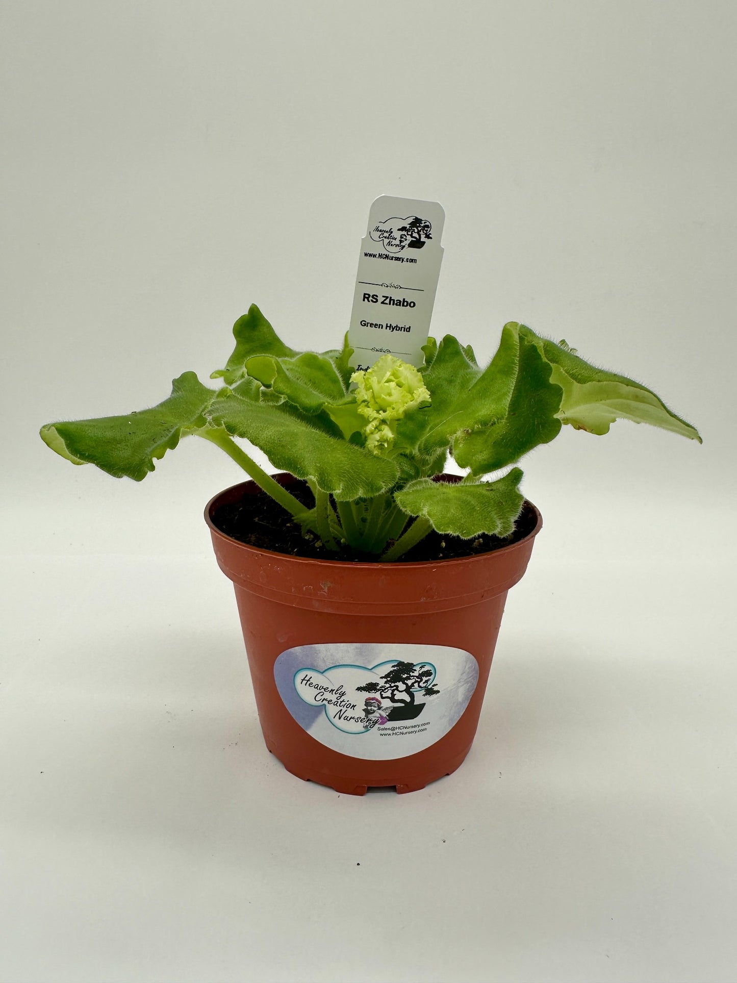 RS Zhabo - Green Hybrid - Live African Violet 4"
