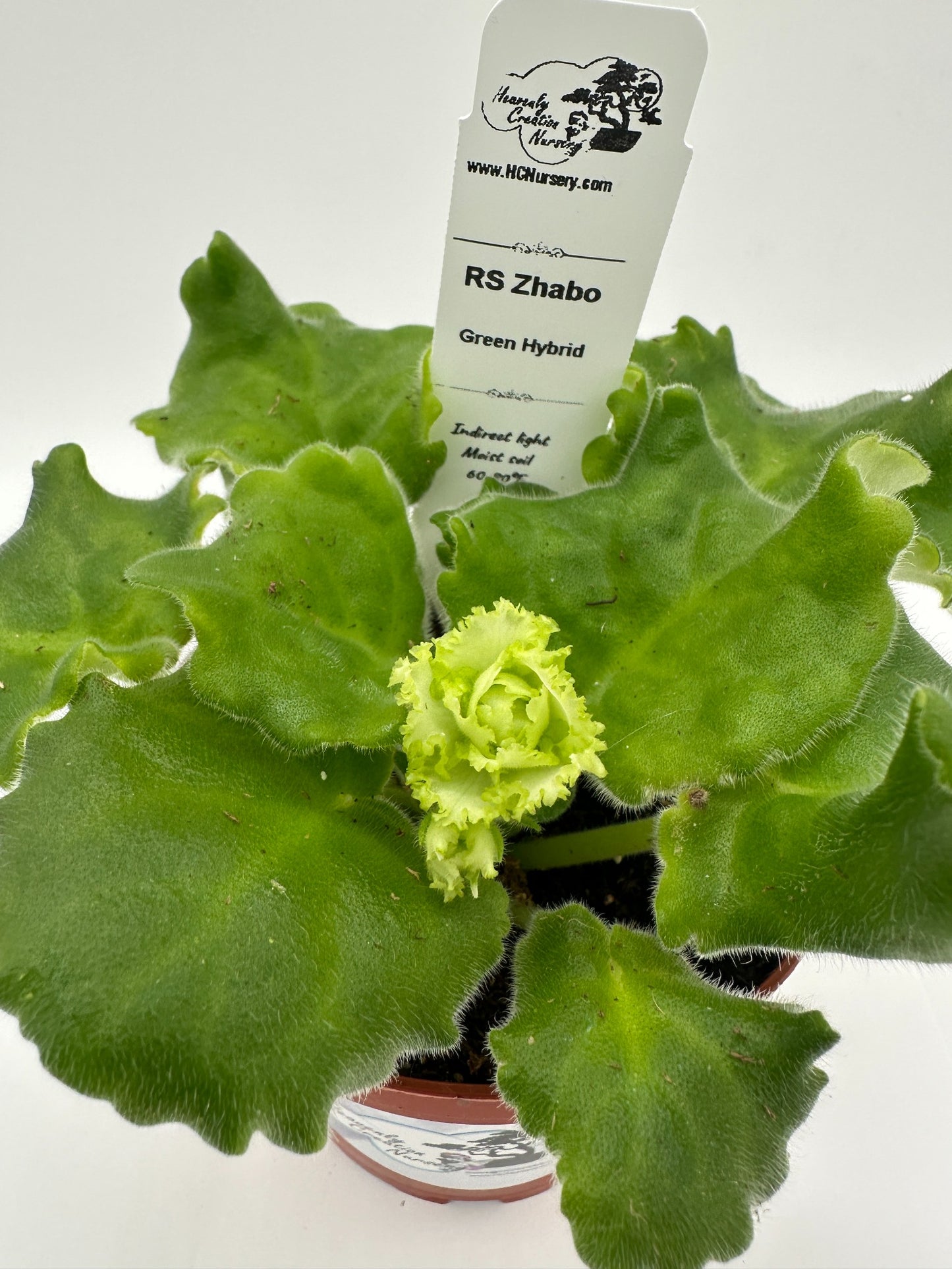 RS Zhabo - Green Hybrid - Live African Violet 4"