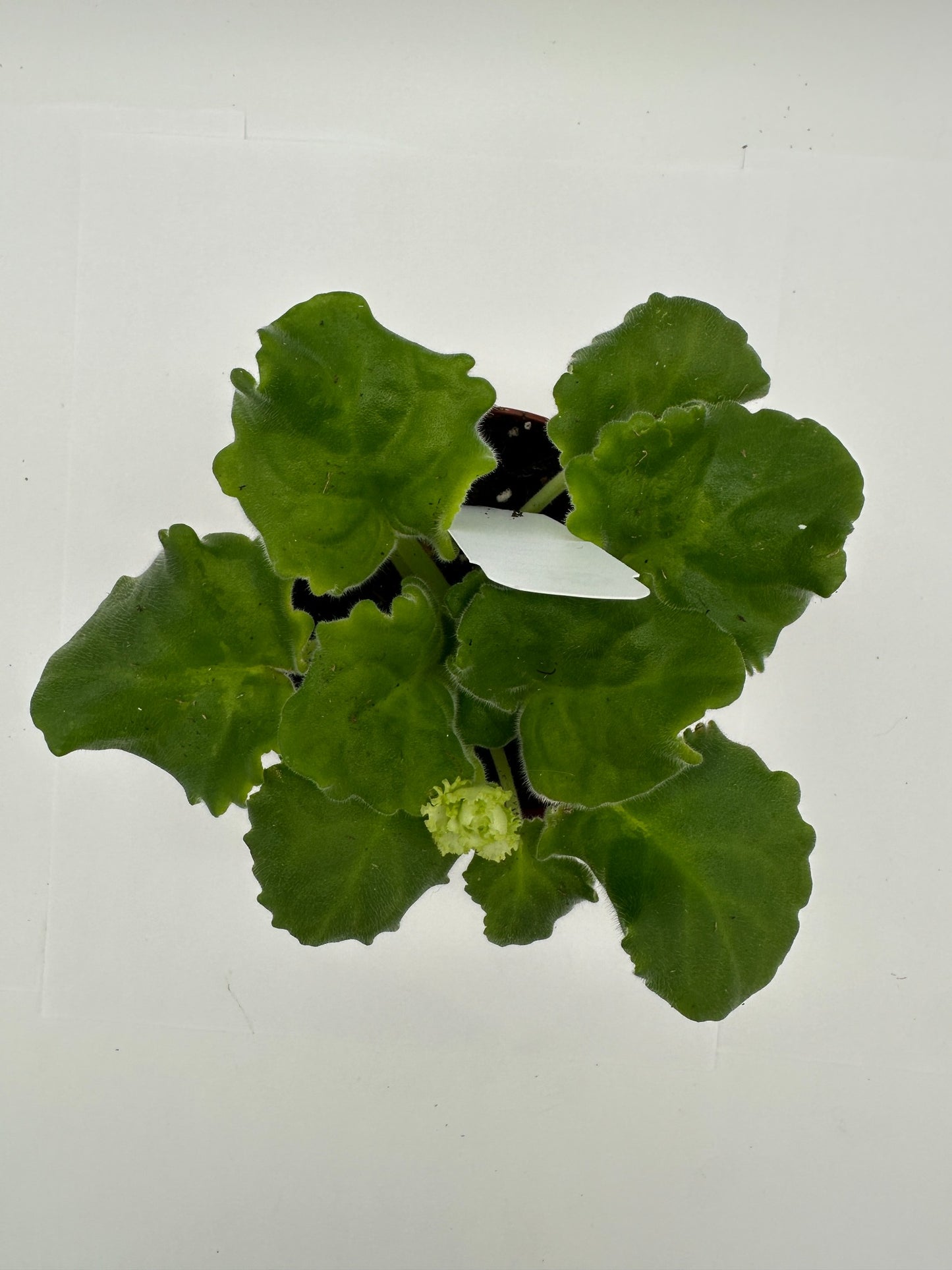 RS Zhabo - Green Hybrid - Live African Violet 4"