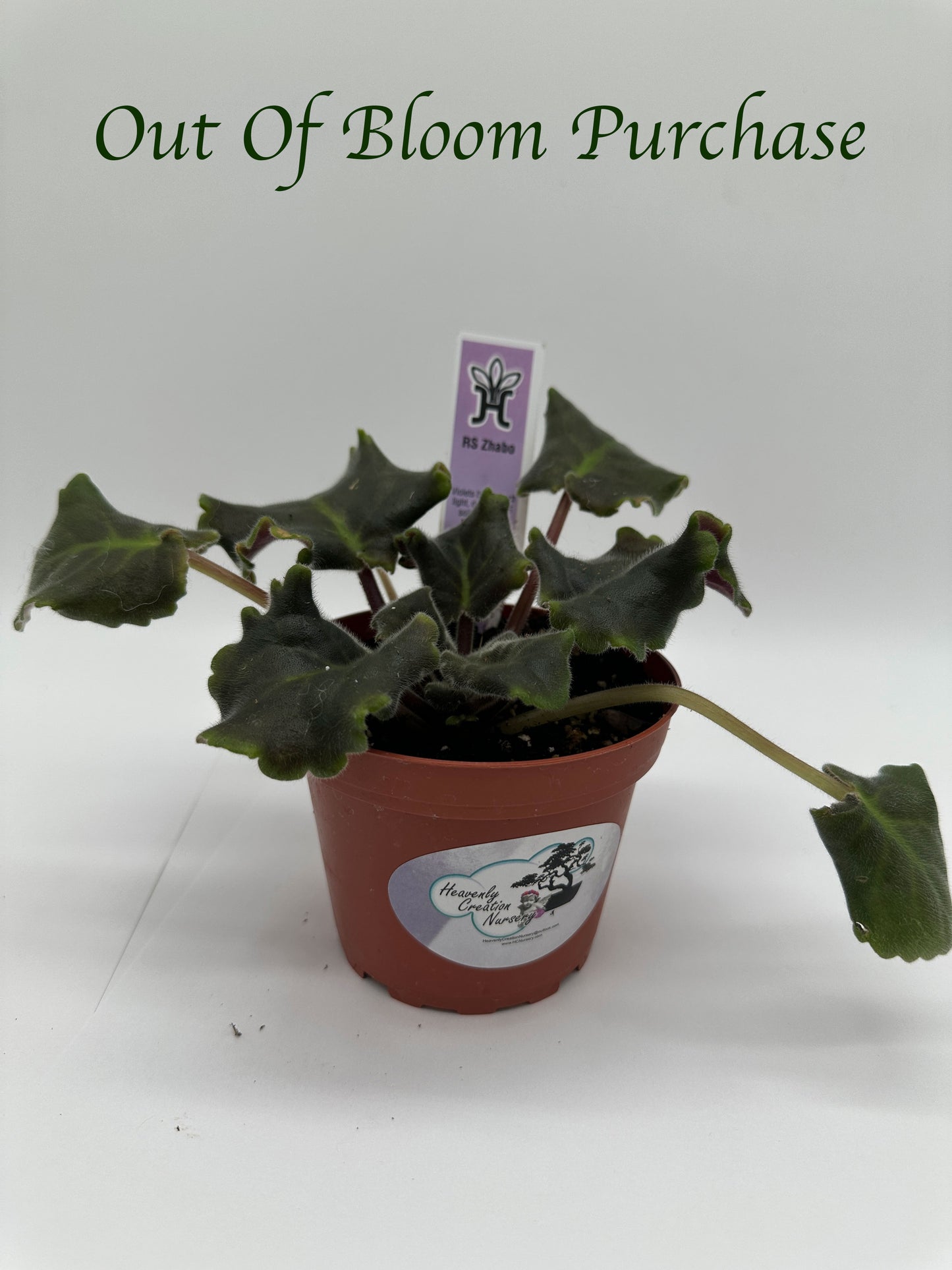 RS Zhabo - Live African Violet 4"