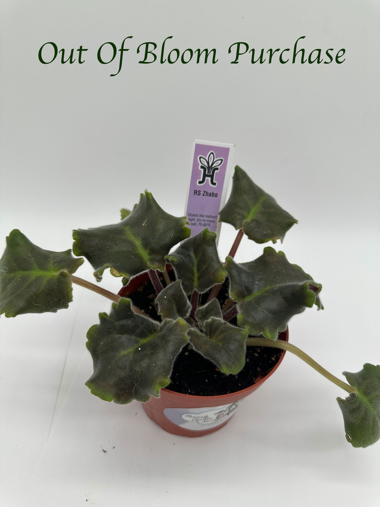 RS Zhabo - Live African Violet 4"