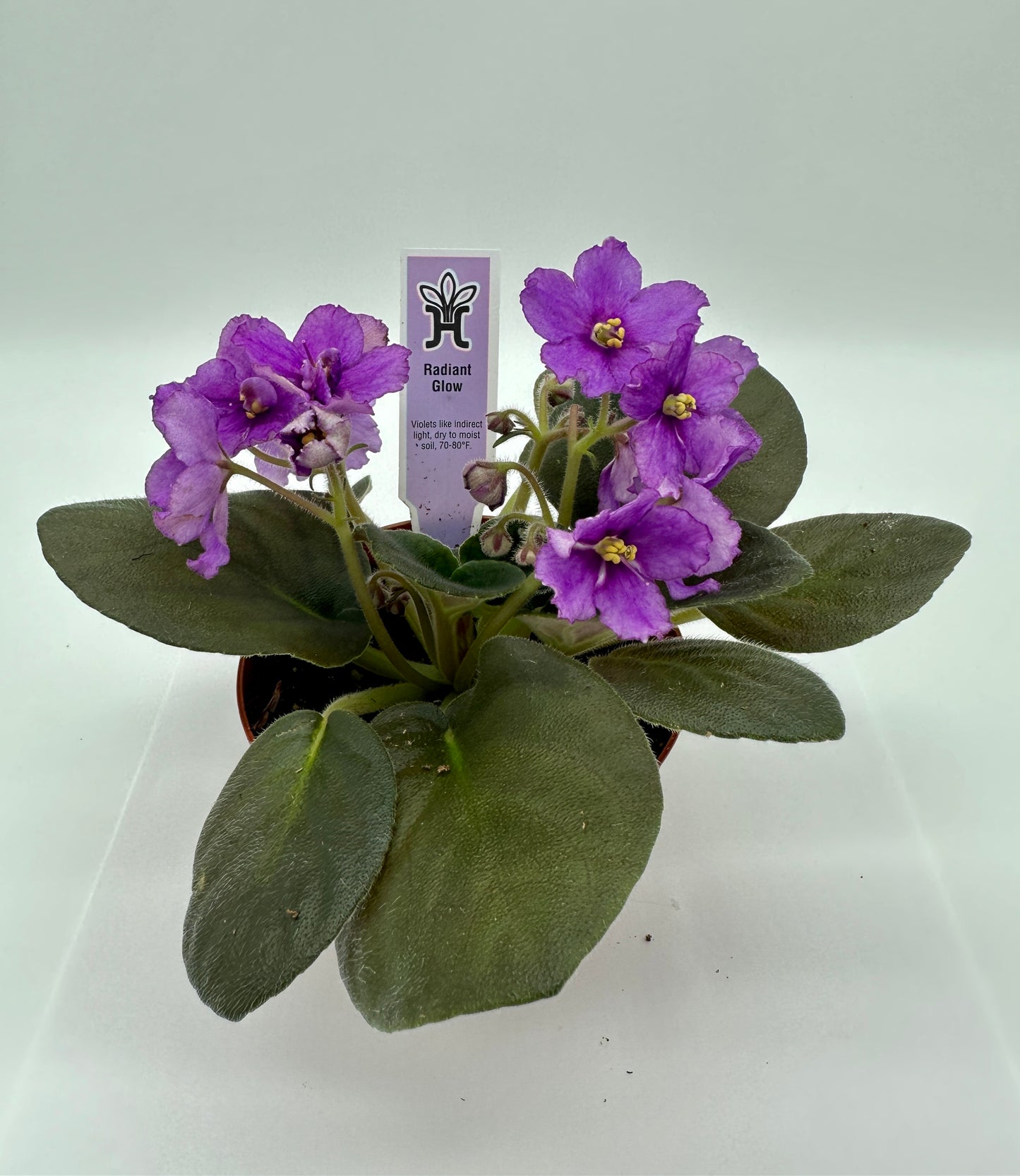 Radiant Glow - Live African Violet 4"