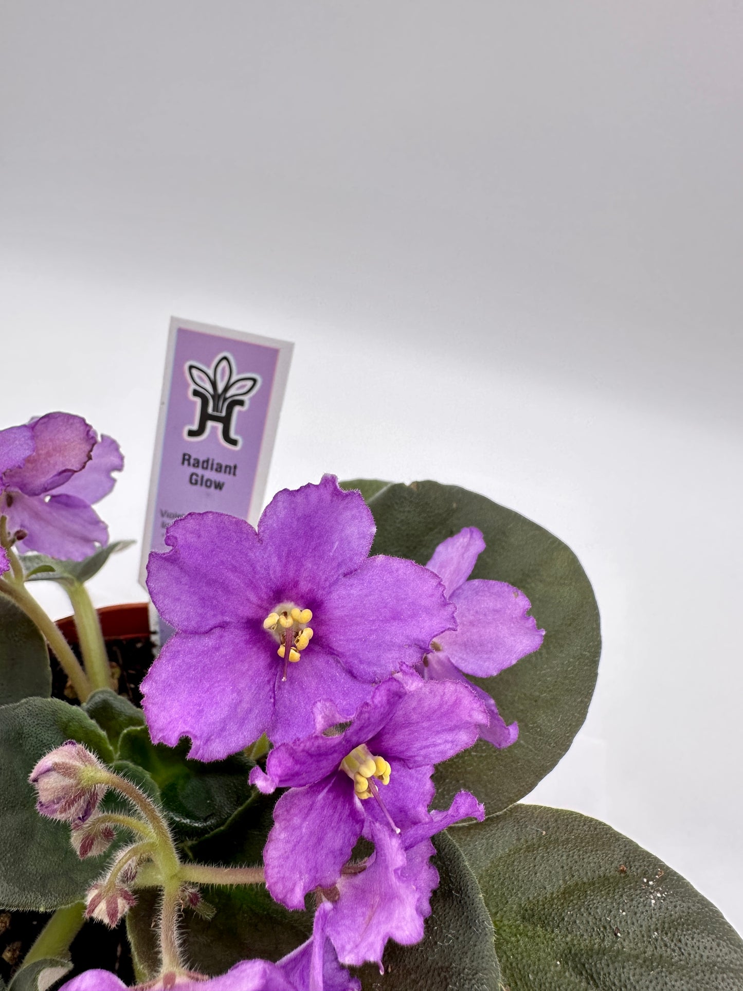 Radiant Glow - Live African Violet 4"