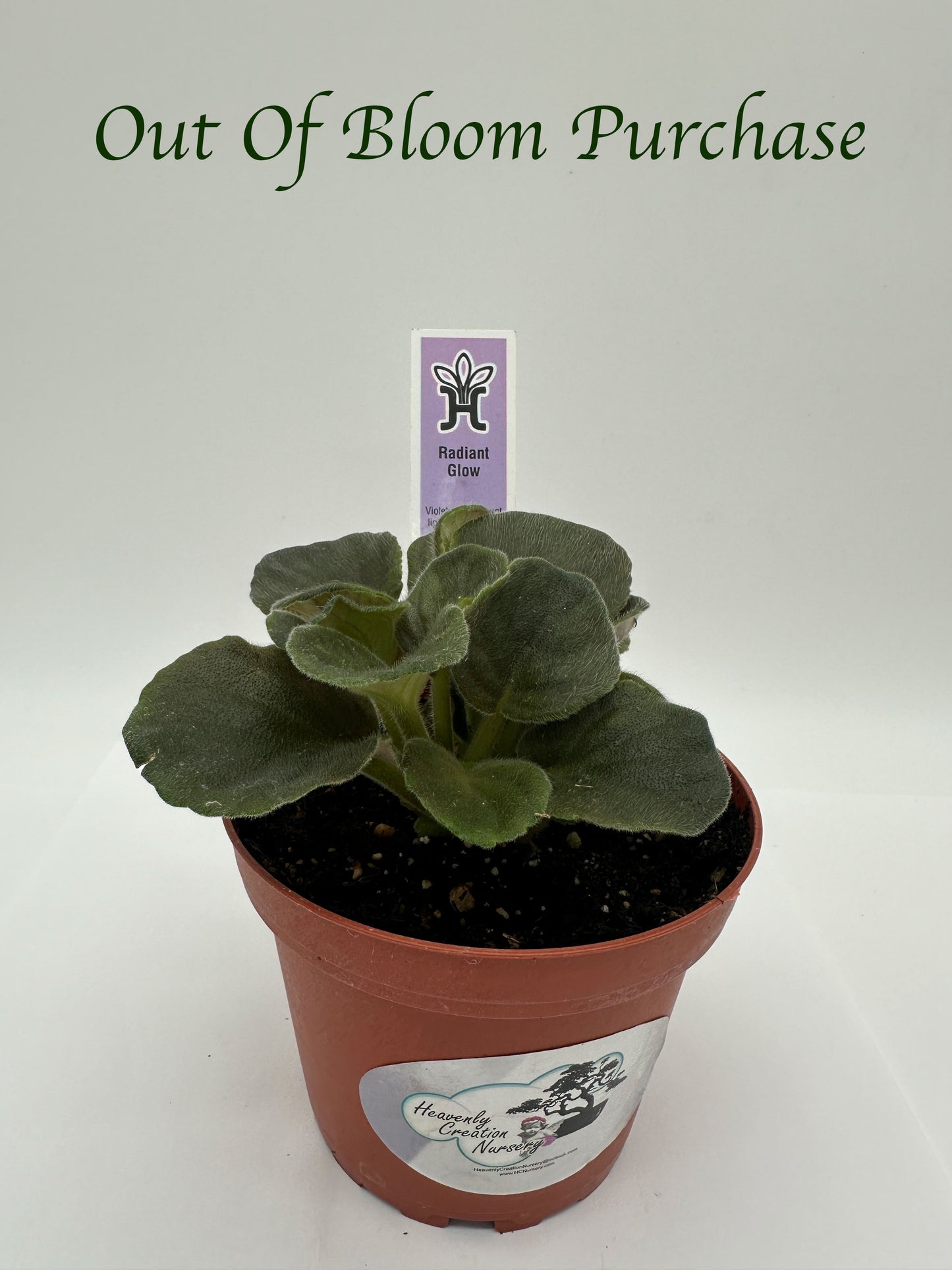 Radiant Glow - Live African Violet 4"