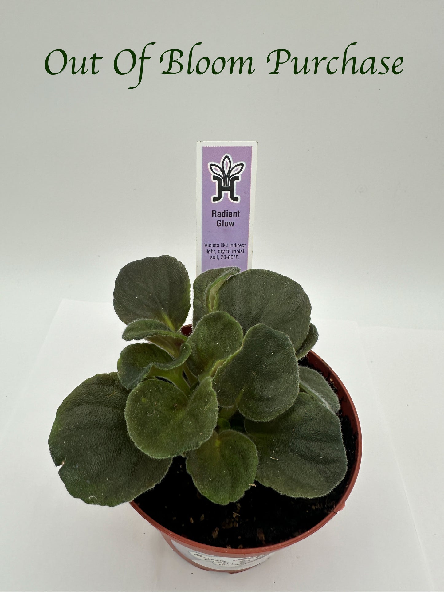 Radiant Glow - Live African Violet 4"