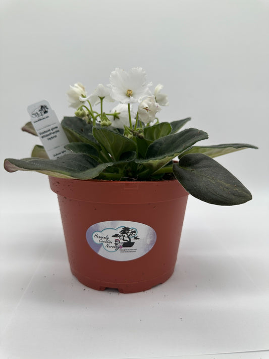 Radiant Glow - White/Purple Hybrid - Live African Violet 6"